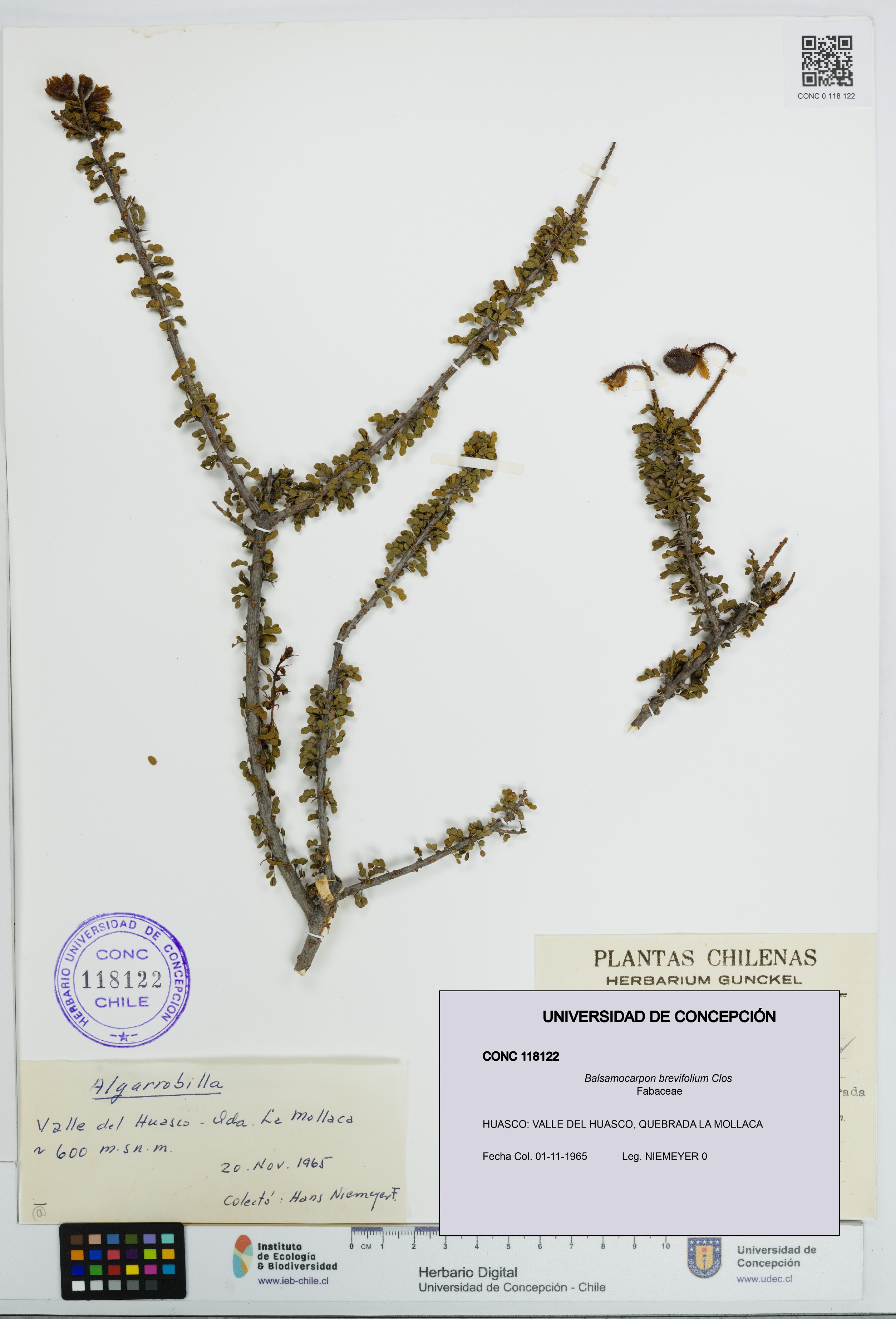 Balsamocarpon brevifolium [Espécimen: UDEC:CONC:0118122]