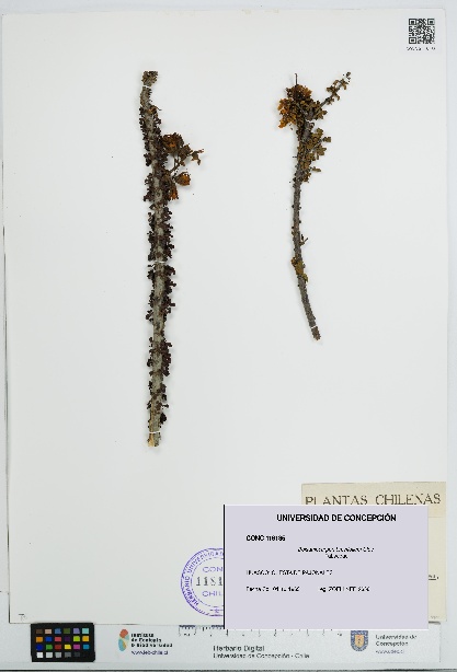Balsamocarpon brevifolium [Espécimen: UDEC:CONC:0118185]