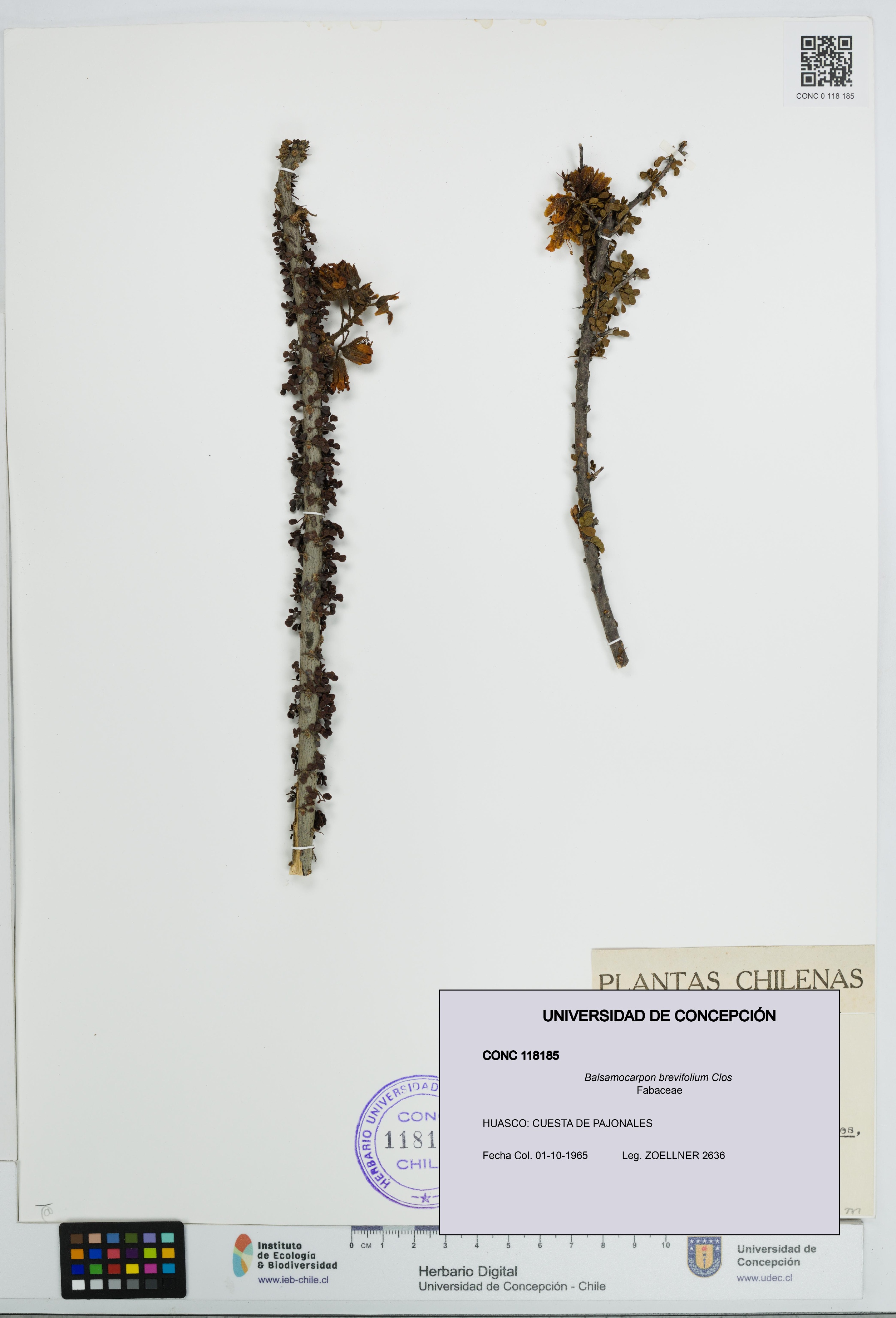 Balsamocarpon brevifolium [Espécimen: UDEC:CONC:0118185]