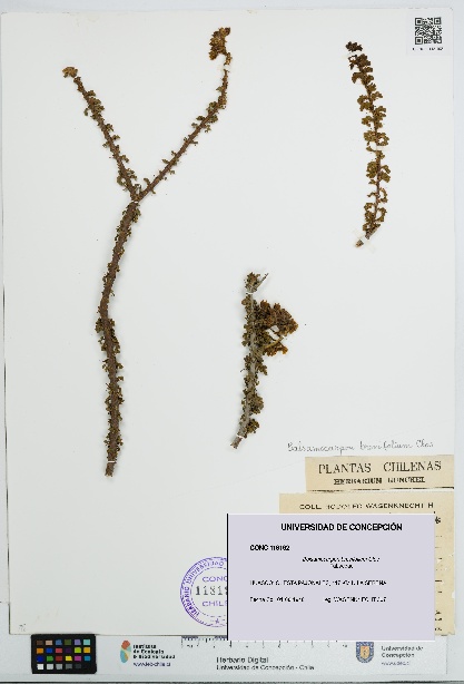 Balsamocarpon brevifolium [Espécimen: UDEC:CONC:0118192]