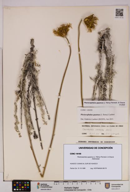 Plectocephalus gayanus [Espécimen: UDEC:CONC:0118193]