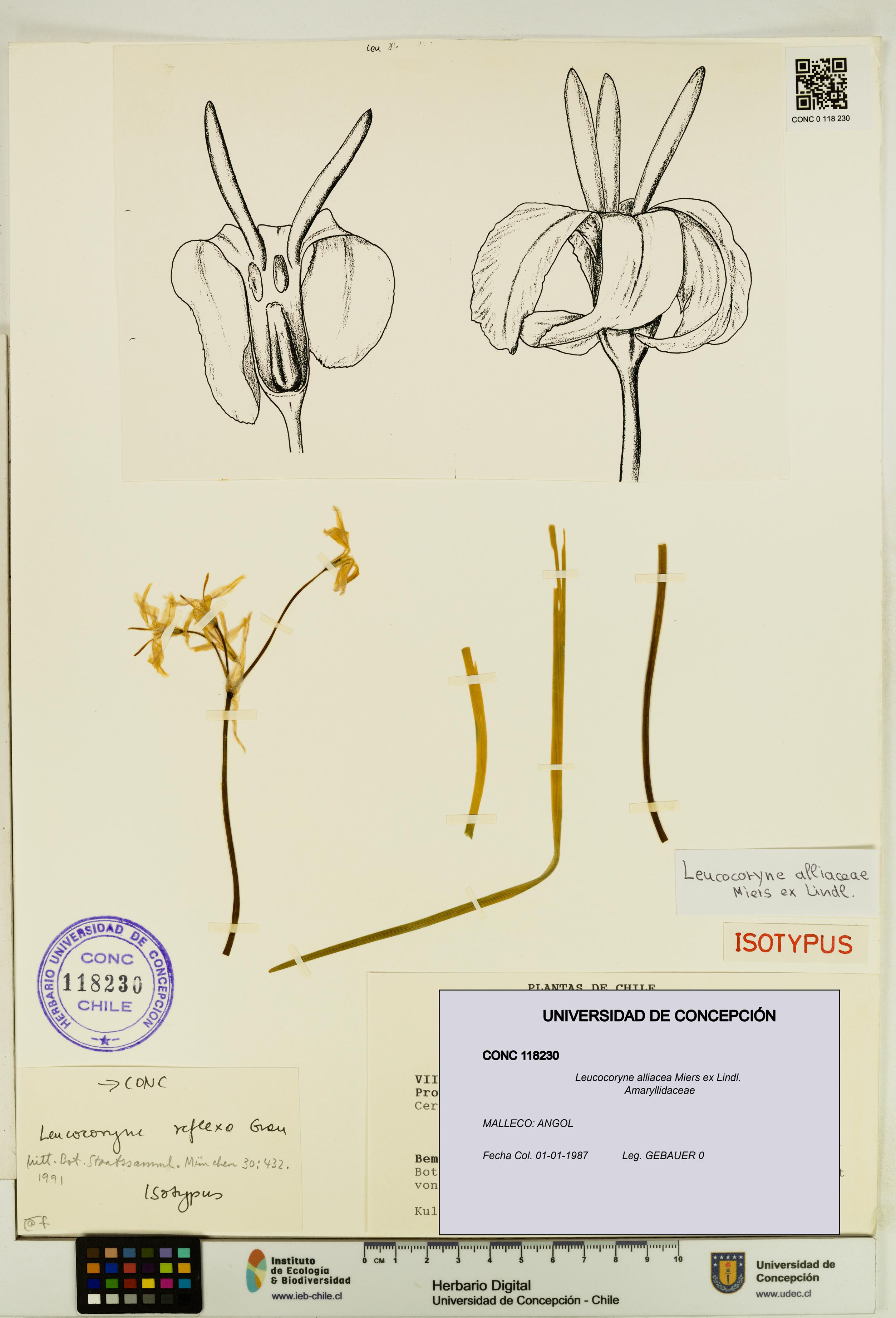 Leucocoryne alliacea [Espécimen: UDEC:CONC:0118230]