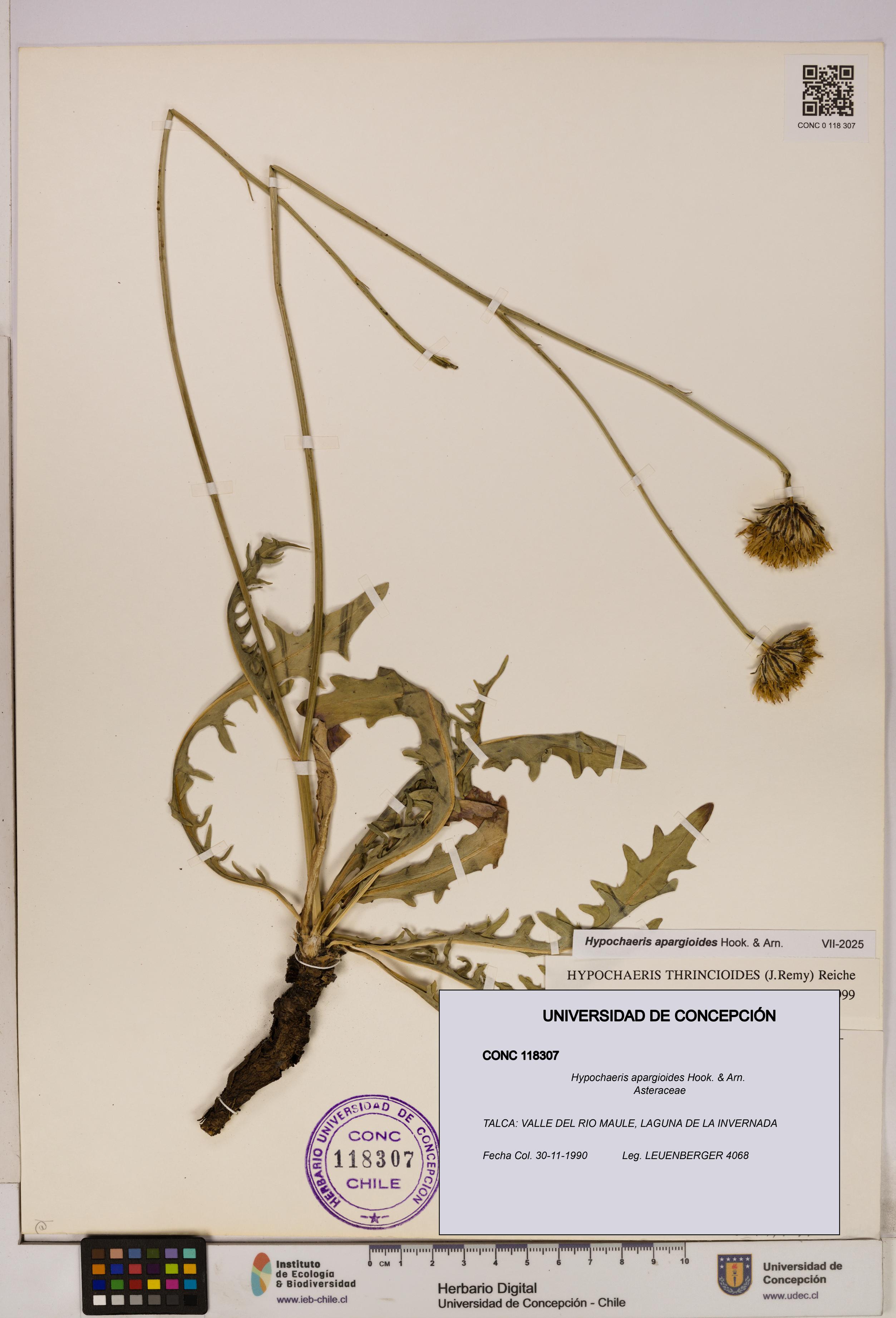 Hypochaeris apargioides [Espécimen: UDEC:CONC:0118307]