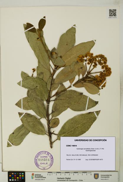 Hydrangea serratifolia [Espécimen: UDEC:CONC:0118314]