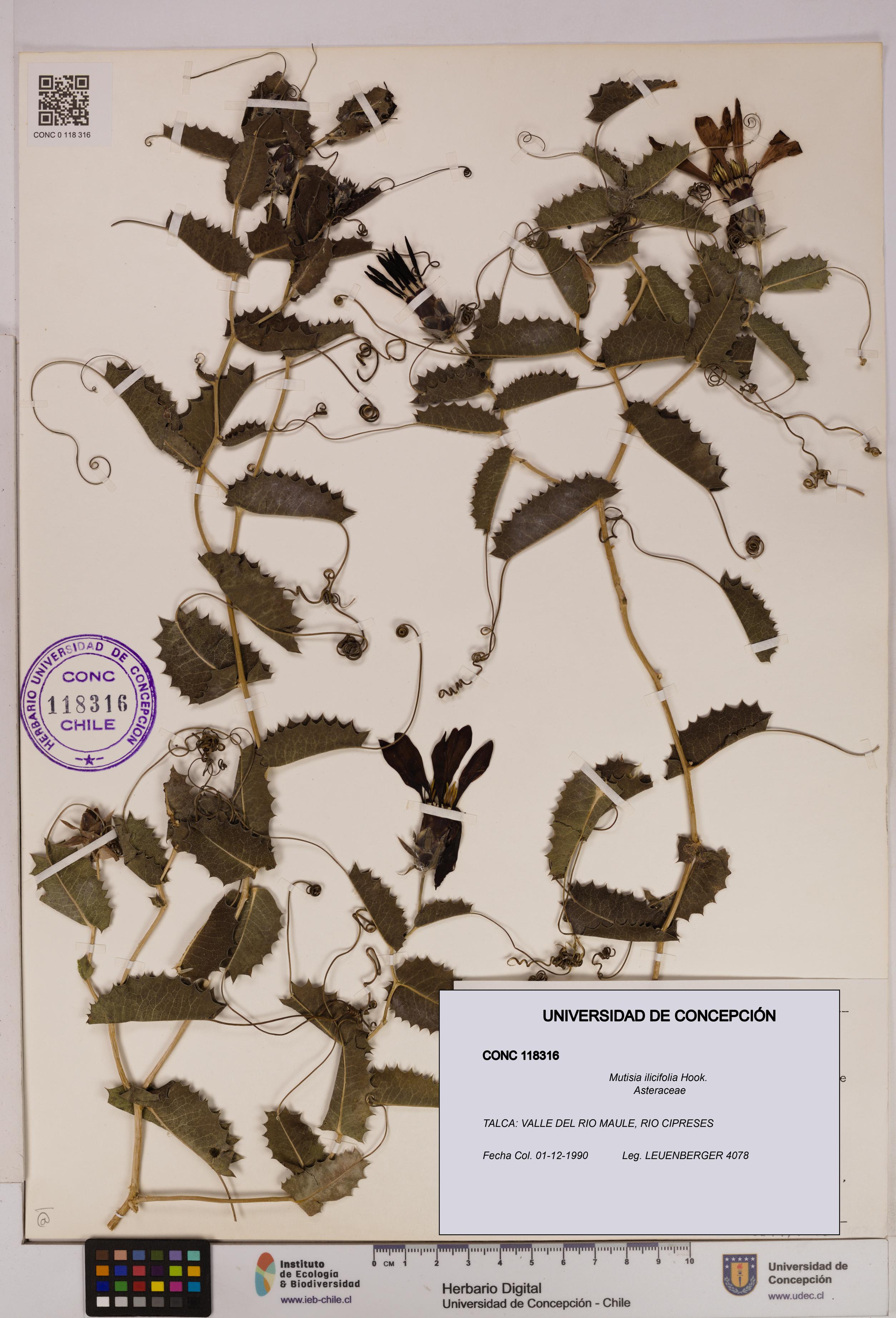 Mutisia ilicifolia [Espécimen: UDEC:CONC:0118316]