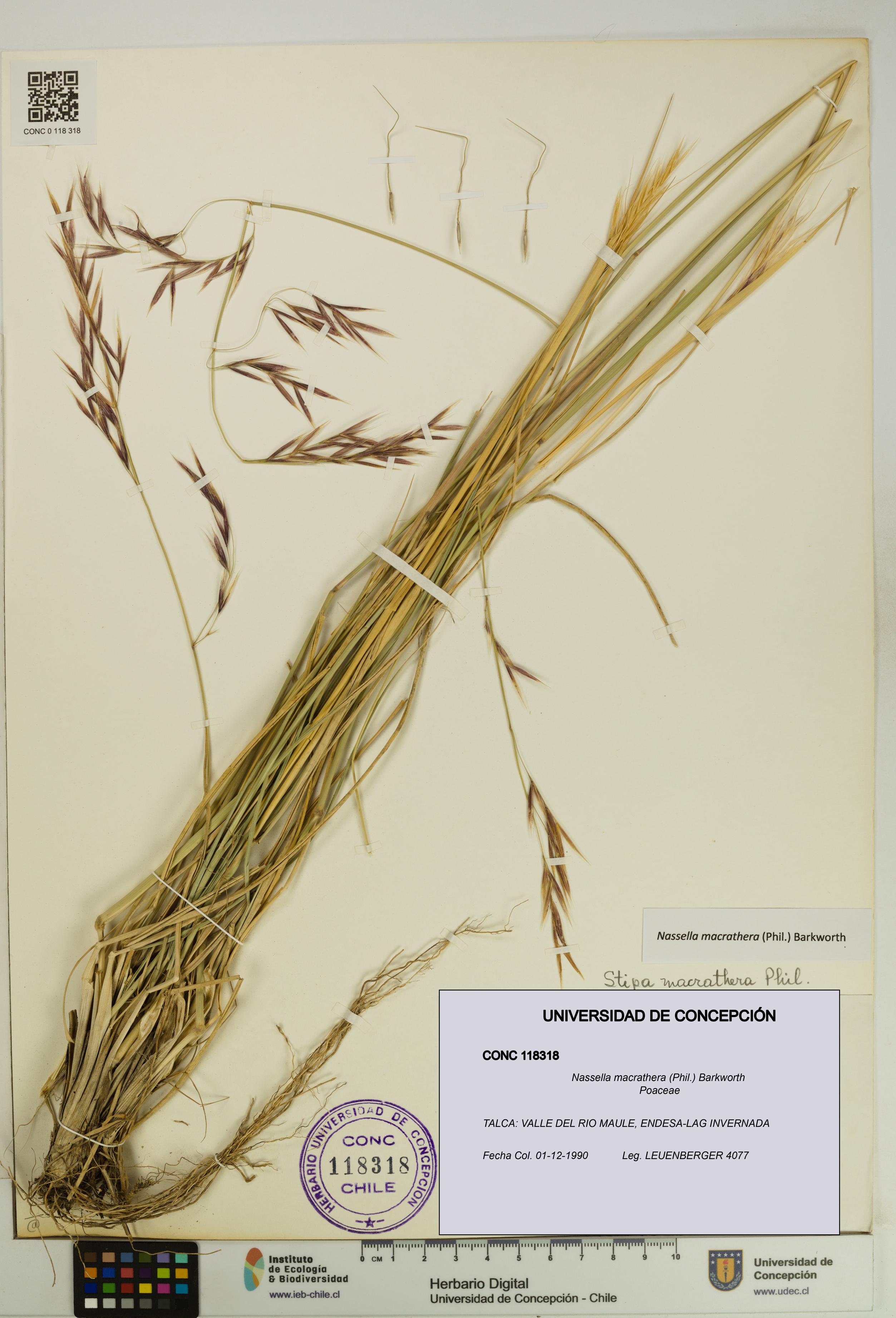 Nassella macrathera [Espécimen: UDEC:CONC:0118318]
