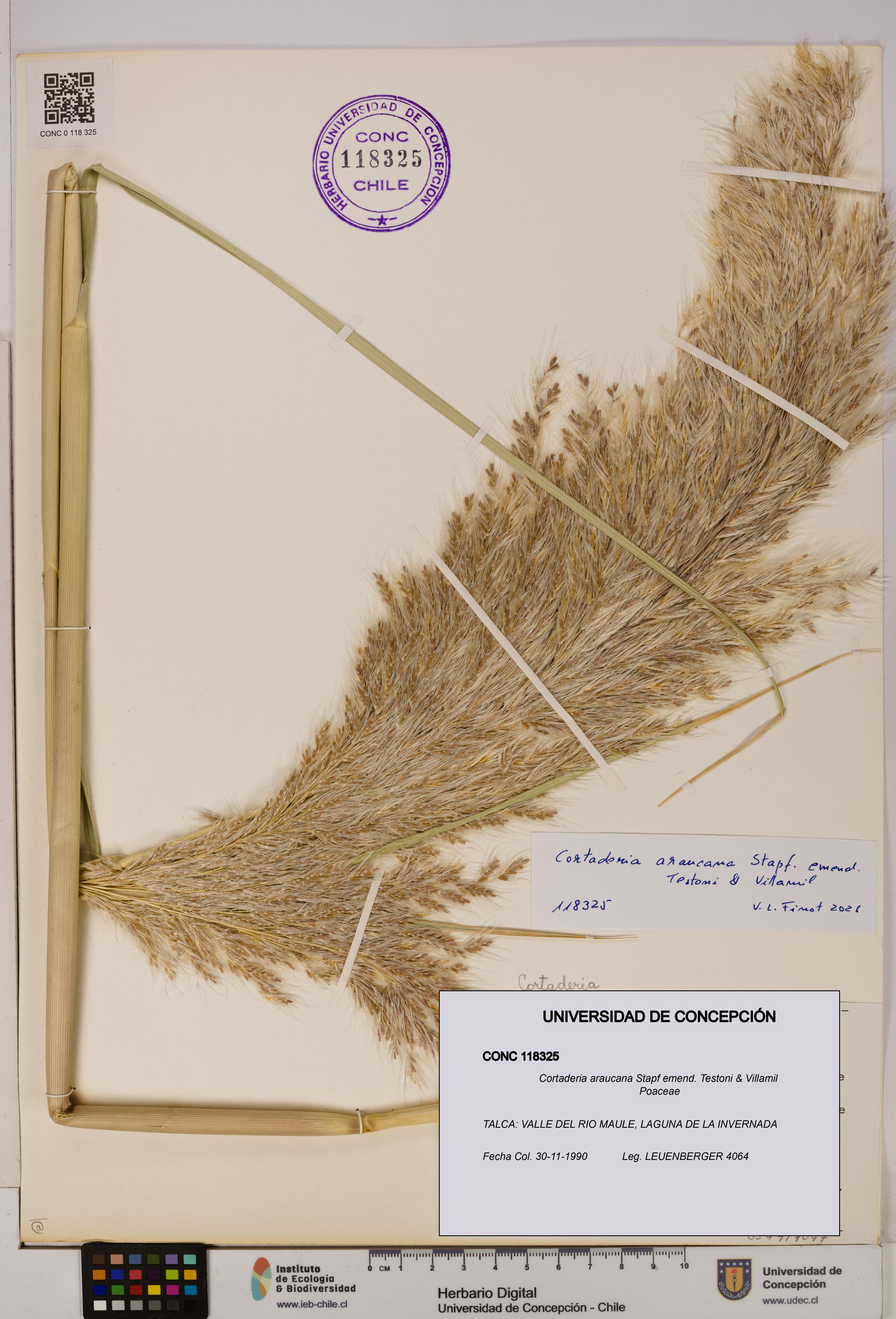 Cortaderia araucana [Espécimen: UDEC:CONC:0118325]