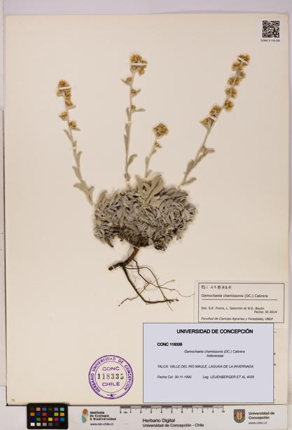 Gamochaeta chamissonis [Espécimen: UDEC:CONC:0118335]