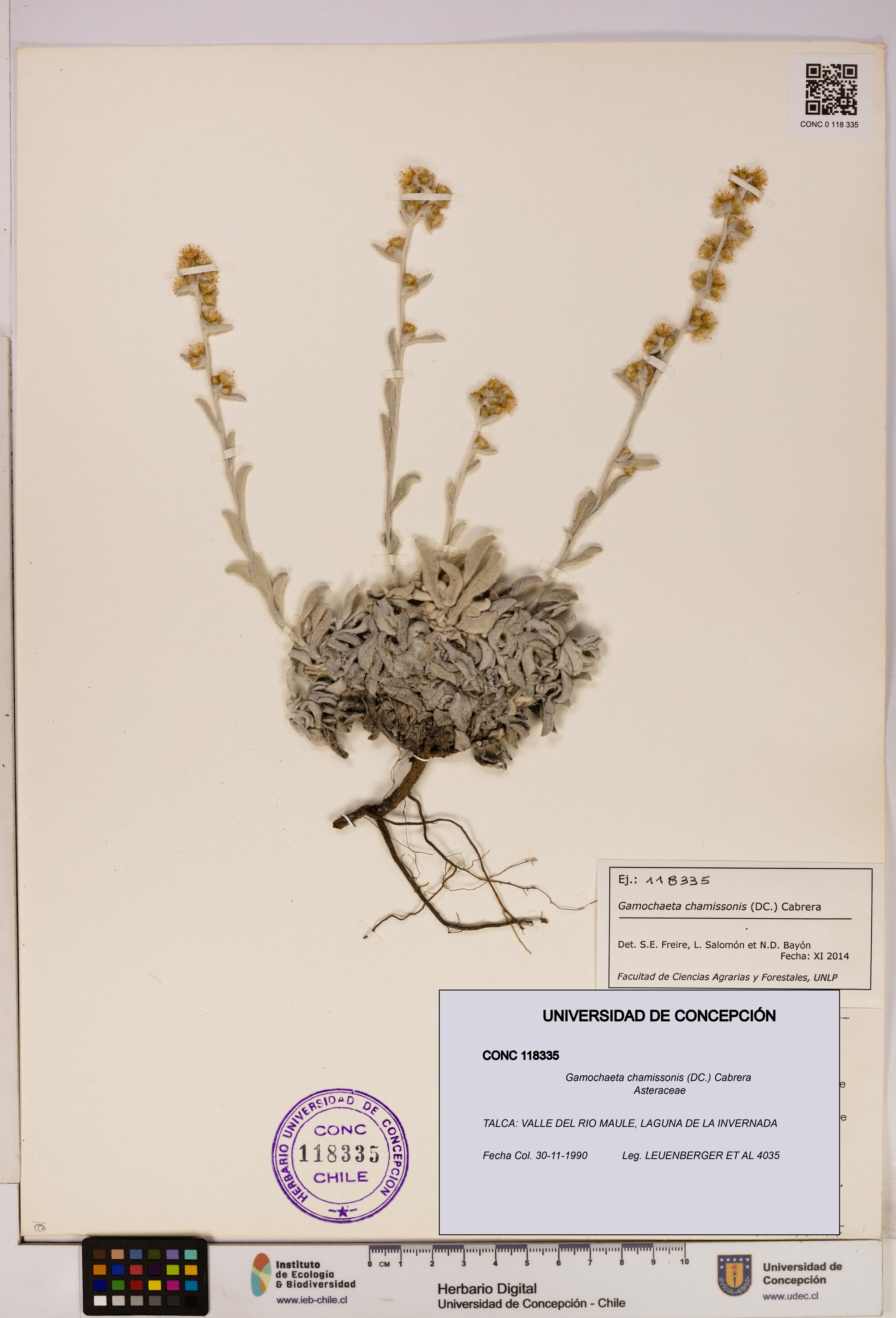 Gamochaeta chamissonis [Espécimen: UDEC:CONC:0118335]