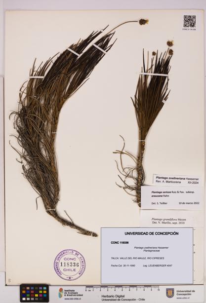 Plantago zoellneriana [Espécimen: UDEC:CONC:0118336]