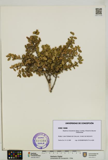 Maytenus chubutensis [Espécimen: UDEC:CONC:0118339]
