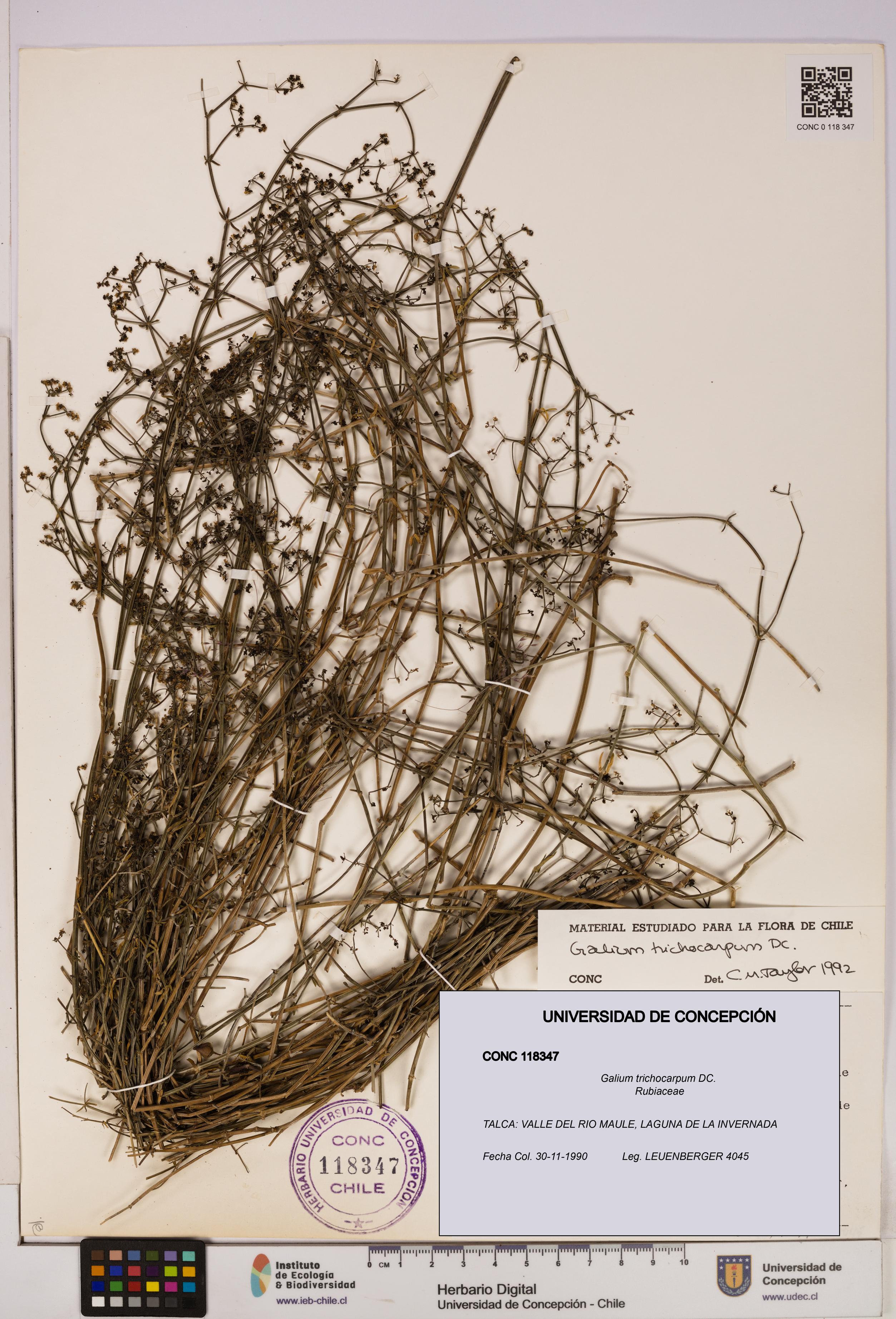 Galium trichocarpum [Espécimen: UDEC:CONC:0118347]