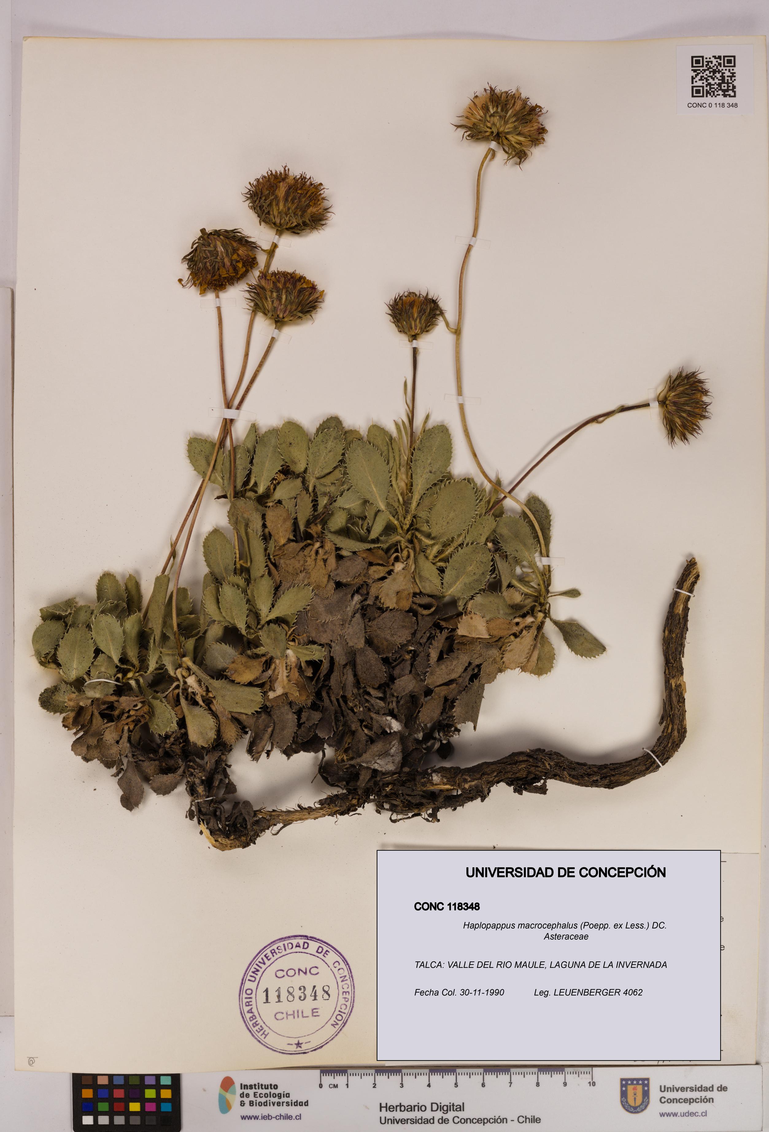 Haplopappus macrocephalus [Espécimen: UDEC:CONC:0118348]