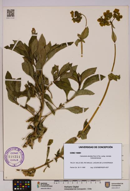 Calceolaria dentata subsp. dentata [Espécimen: UDEC:CONC:0118351]