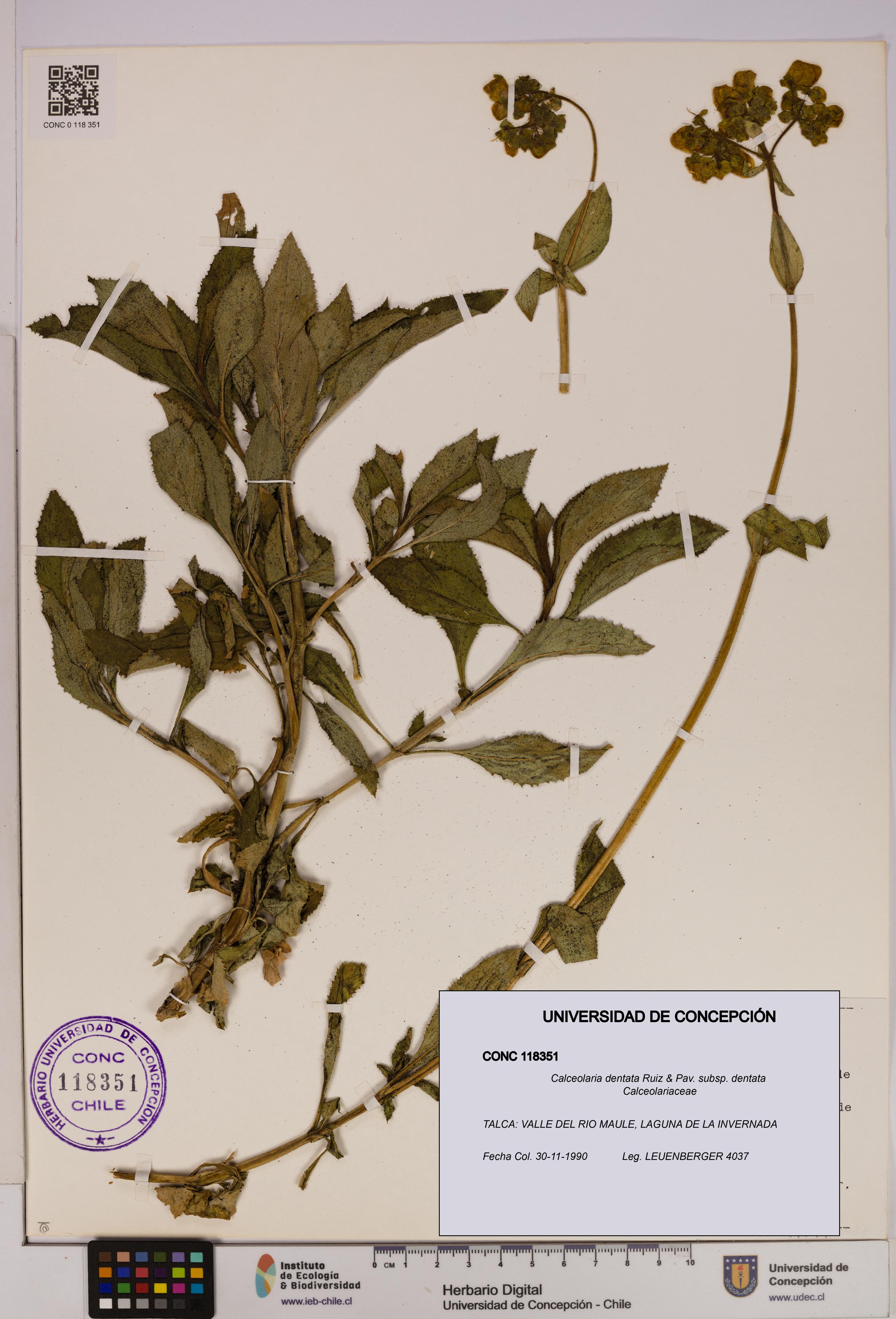 Calceolaria dentata subsp. dentata [Espécimen: UDEC:CONC:0118351]