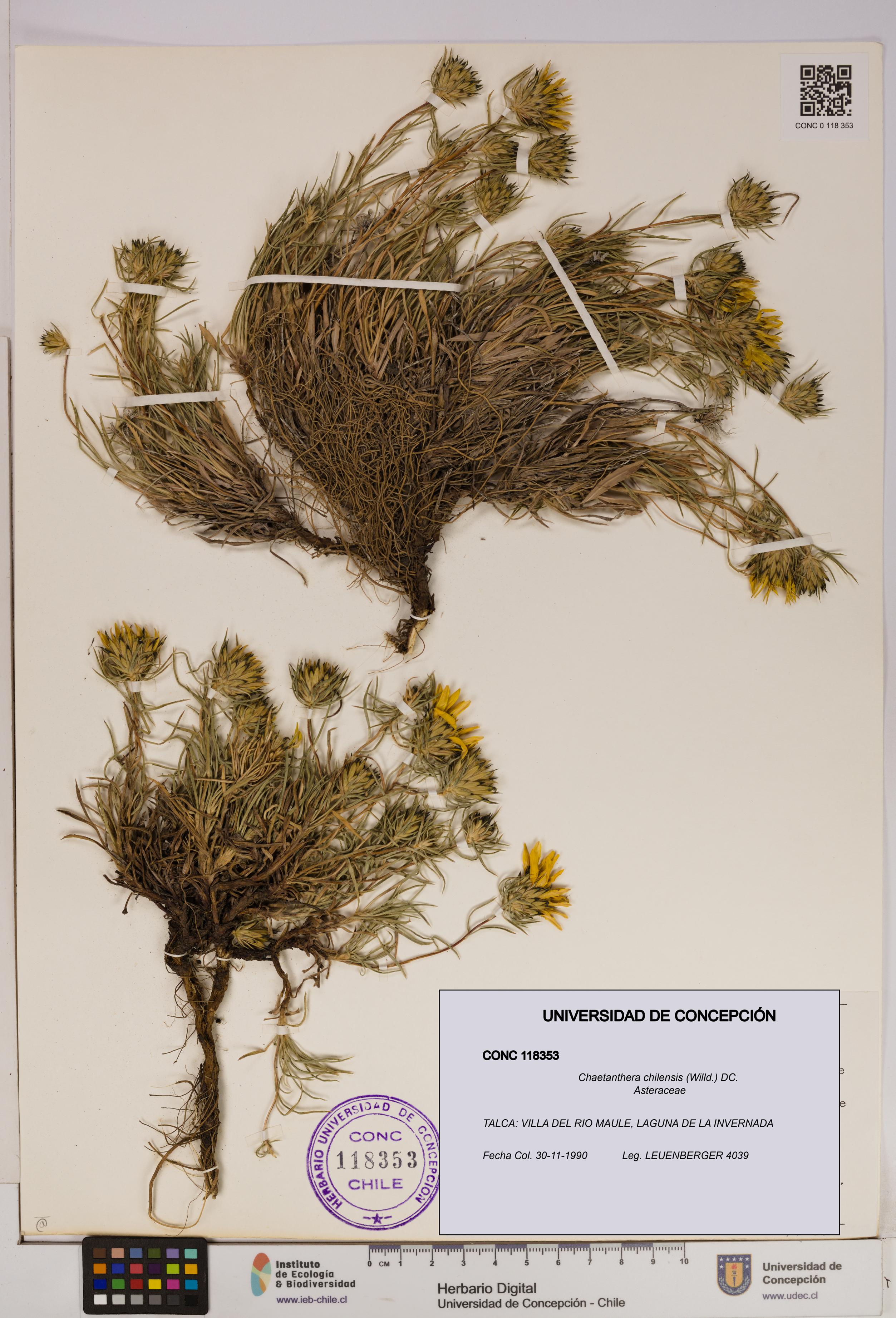 Chaetanthera chilensis [Espécimen: UDEC:CONC:0118353]