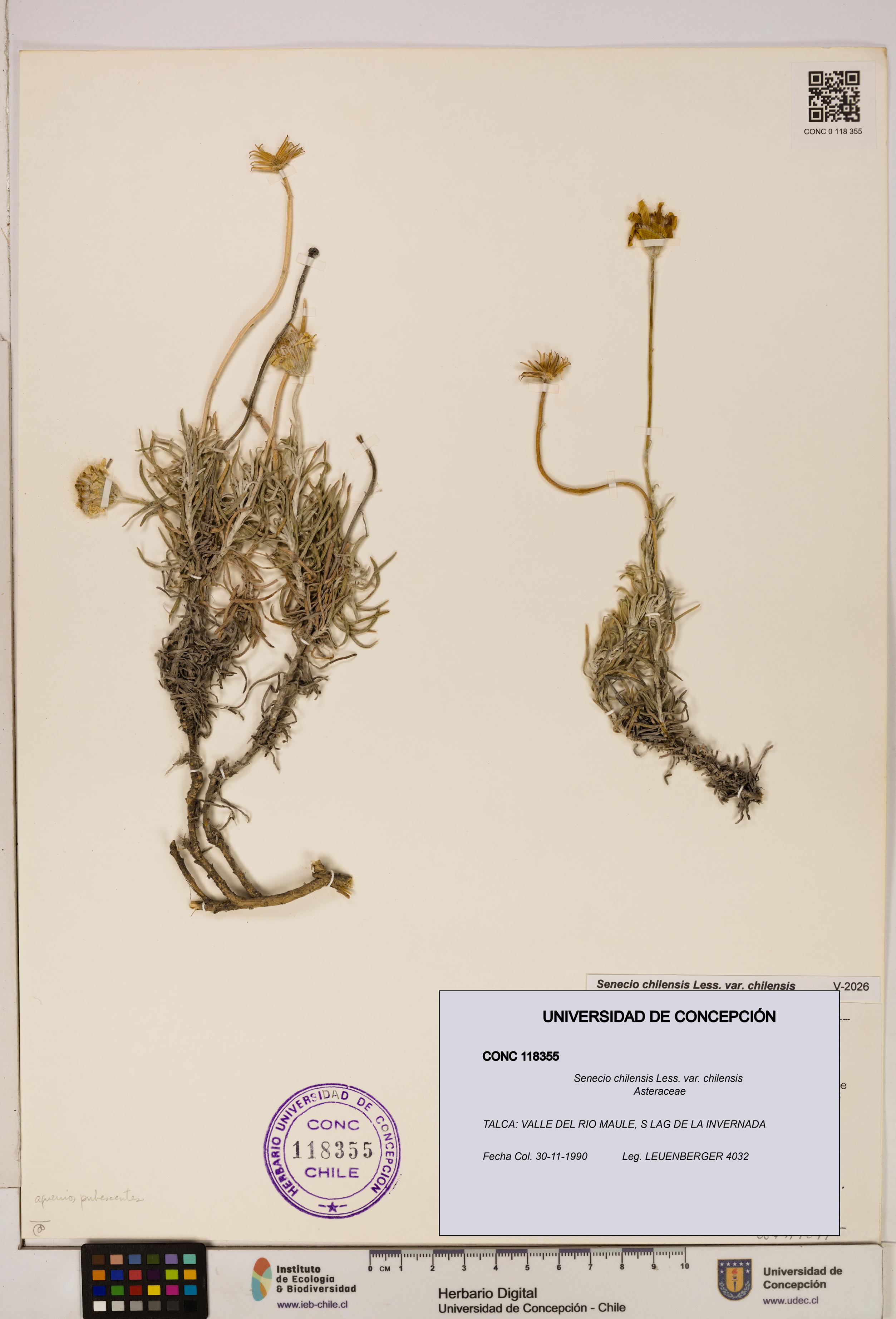 Senecio chilensis var. chilensis [Espécimen: UDEC:CONC:0118355]