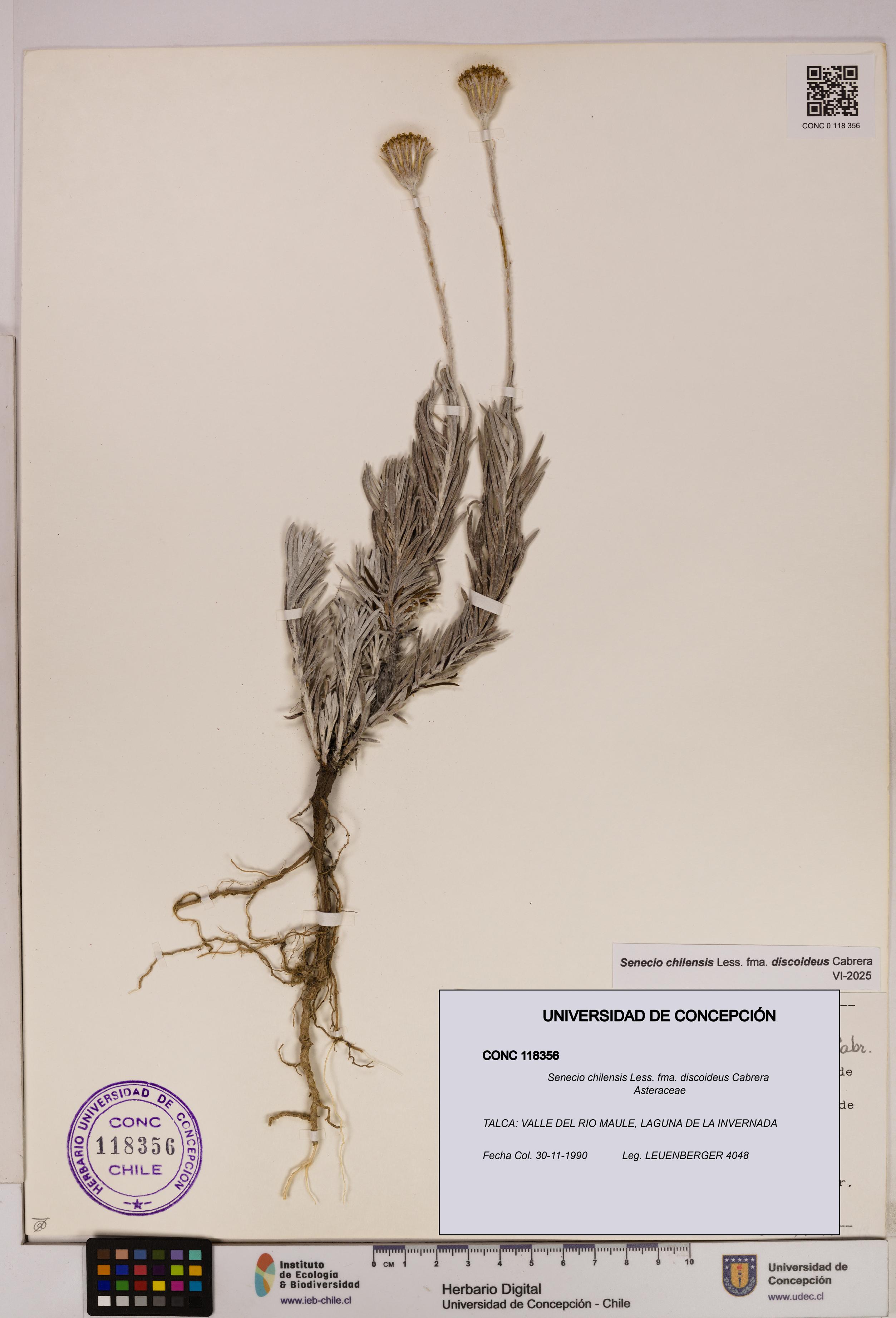 Senecio chilensis fma. discoideus [Espécimen: UDEC:CONC:0118356]