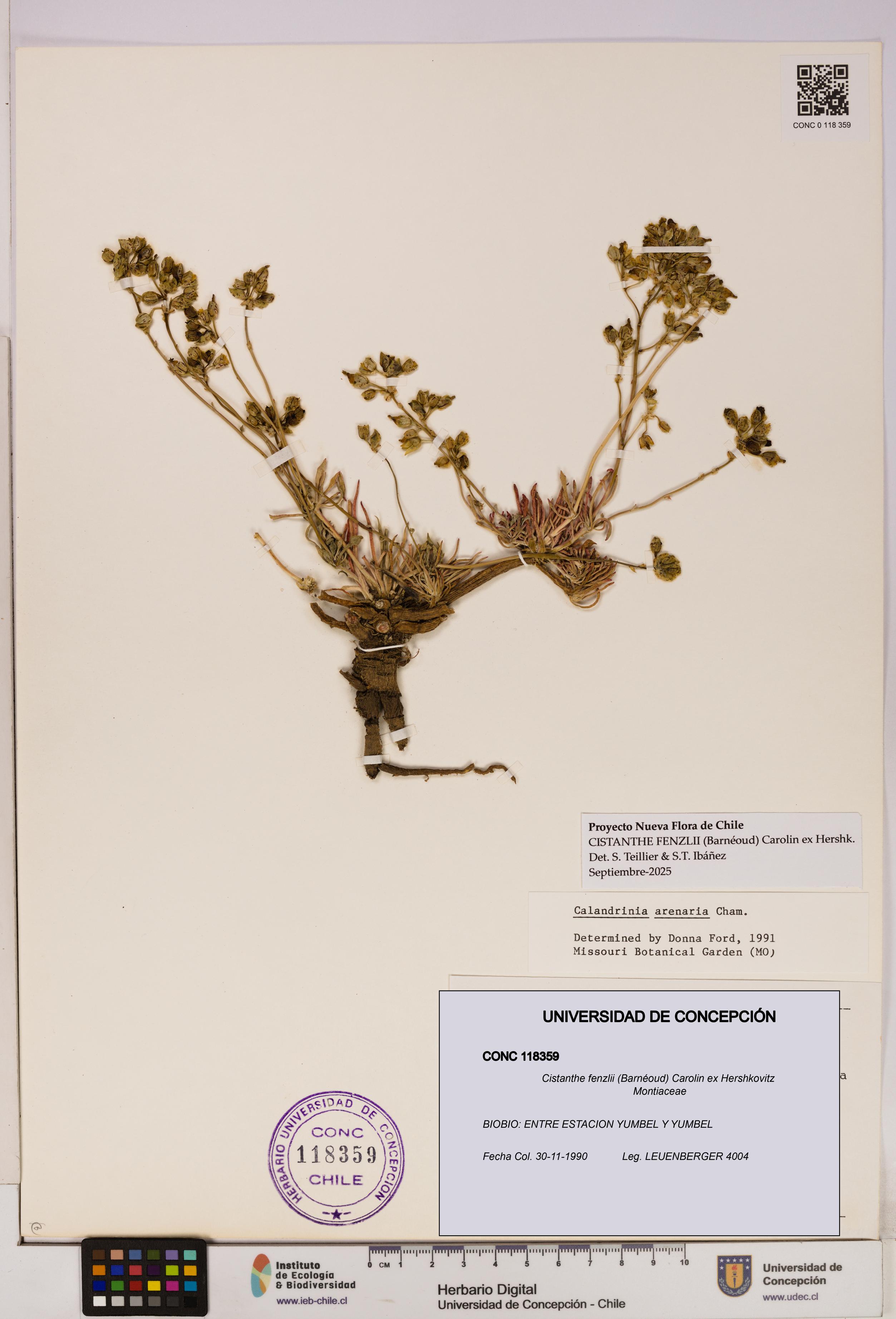 Cistanthe fenzlii [Espécimen: UDEC:CONC:0118359]