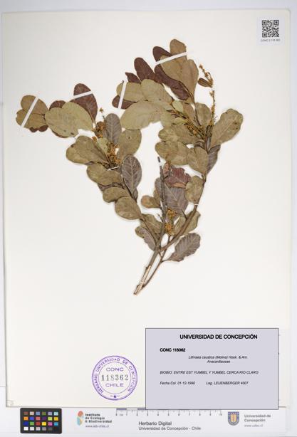 Lithraea caustica [Espécimen: UDEC:CONC:0118362]