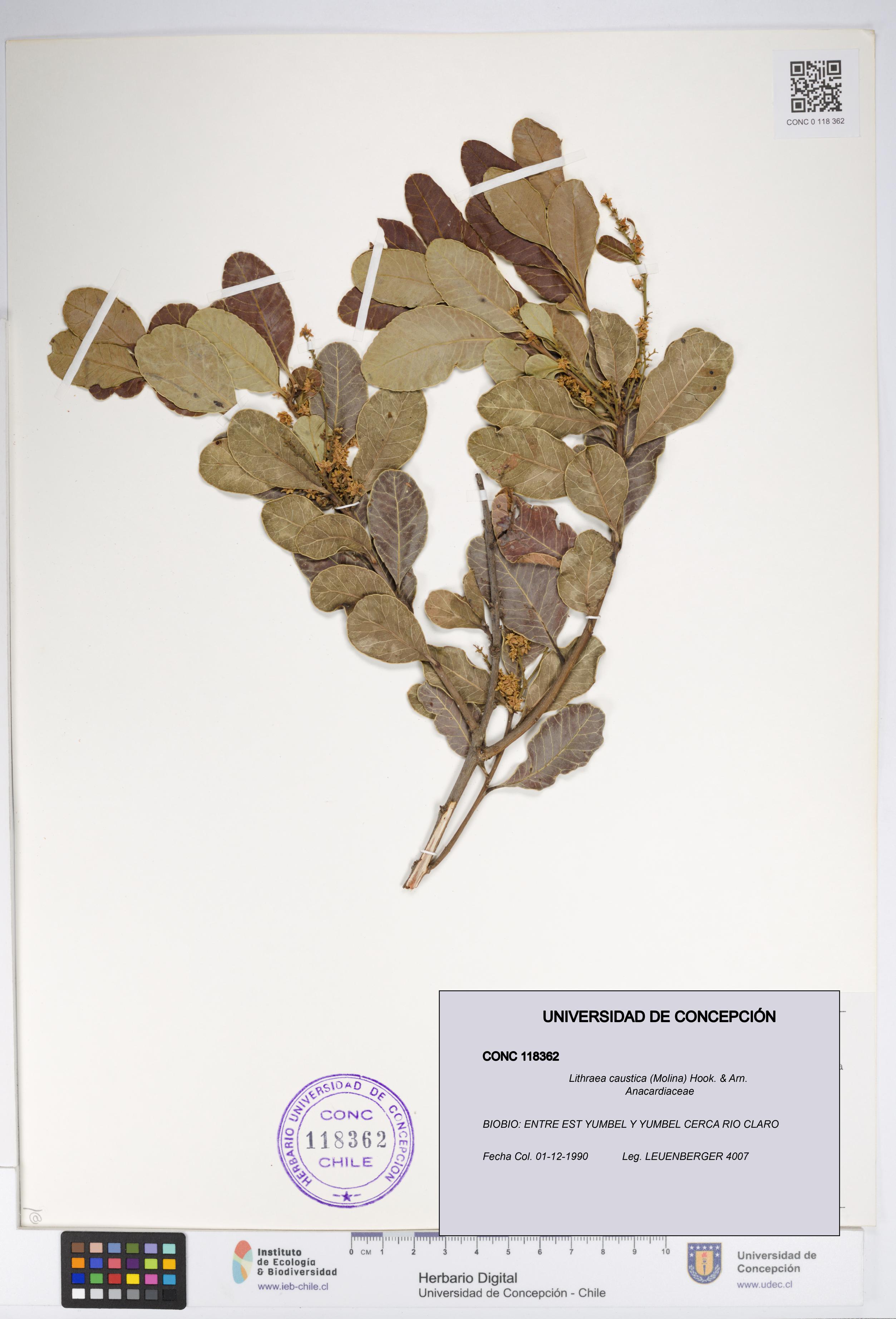 Lithraea caustica [Espécimen: UDEC:CONC:0118362]