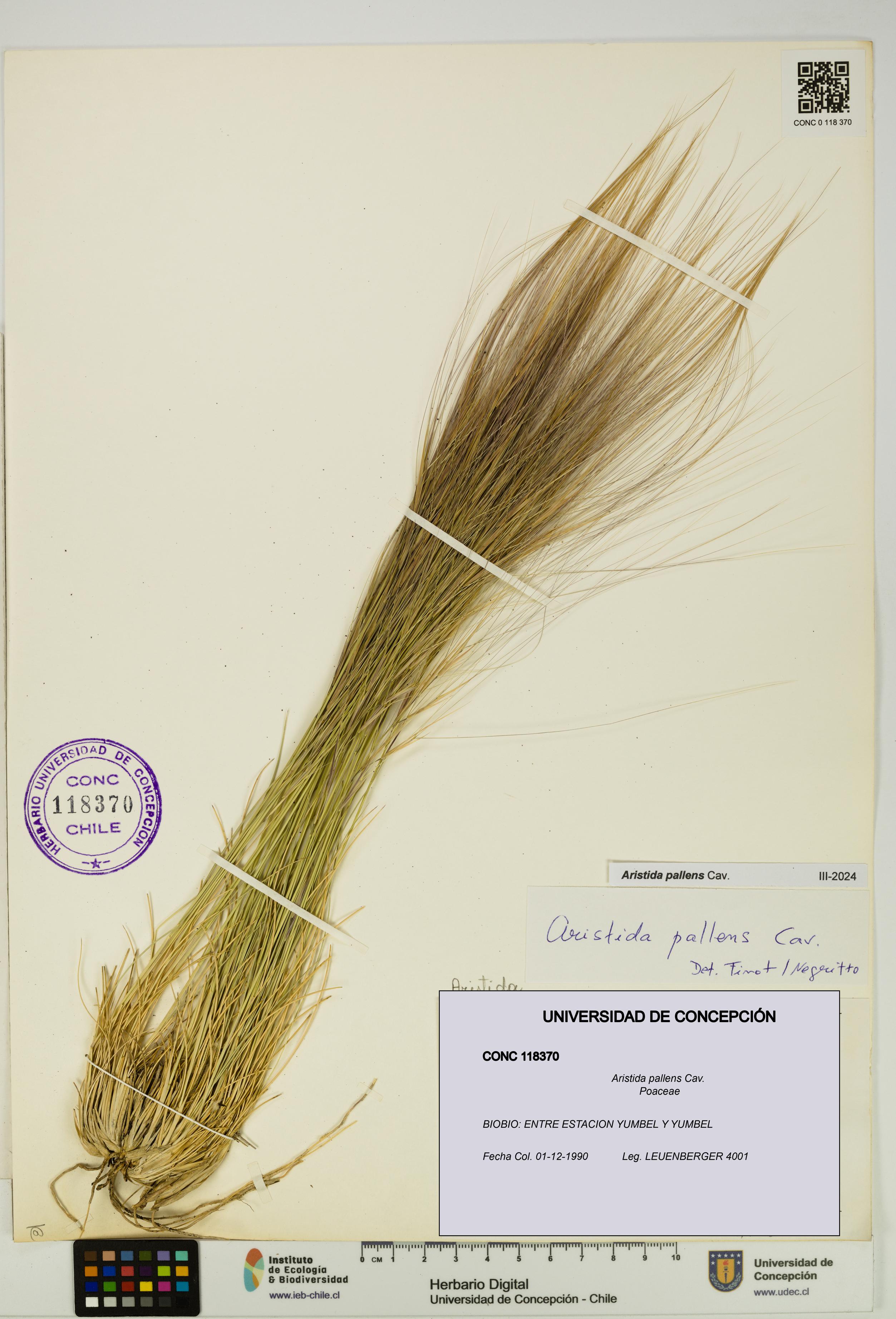 Aristida pallens [Espécimen: UDEC:CONC:0118370]