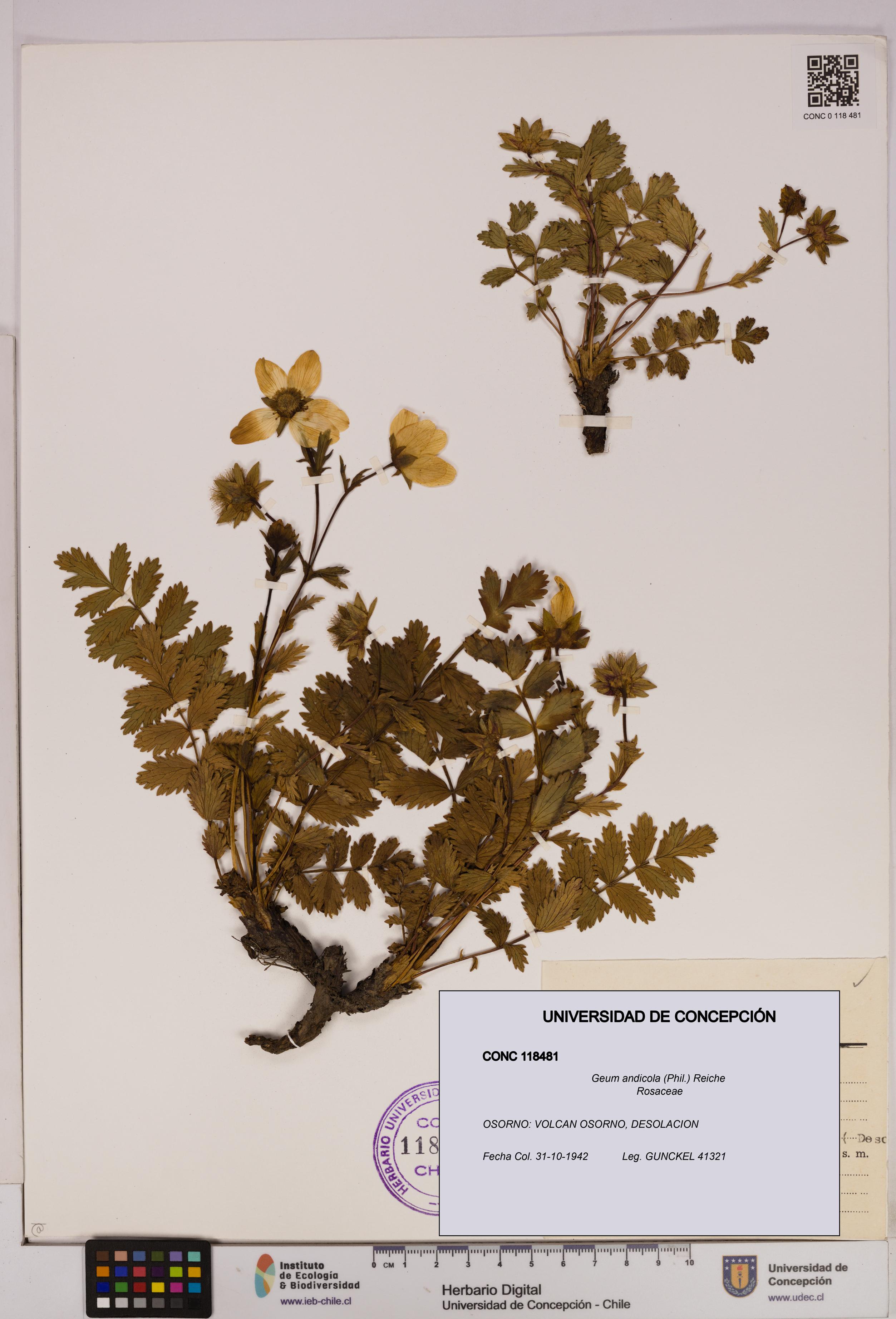 Geum andicola [Espécimen: UDEC:CONC:0118481]