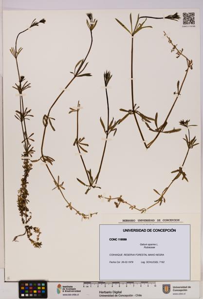 Galium aparine [Espécimen: UDEC:CONC:0118589]