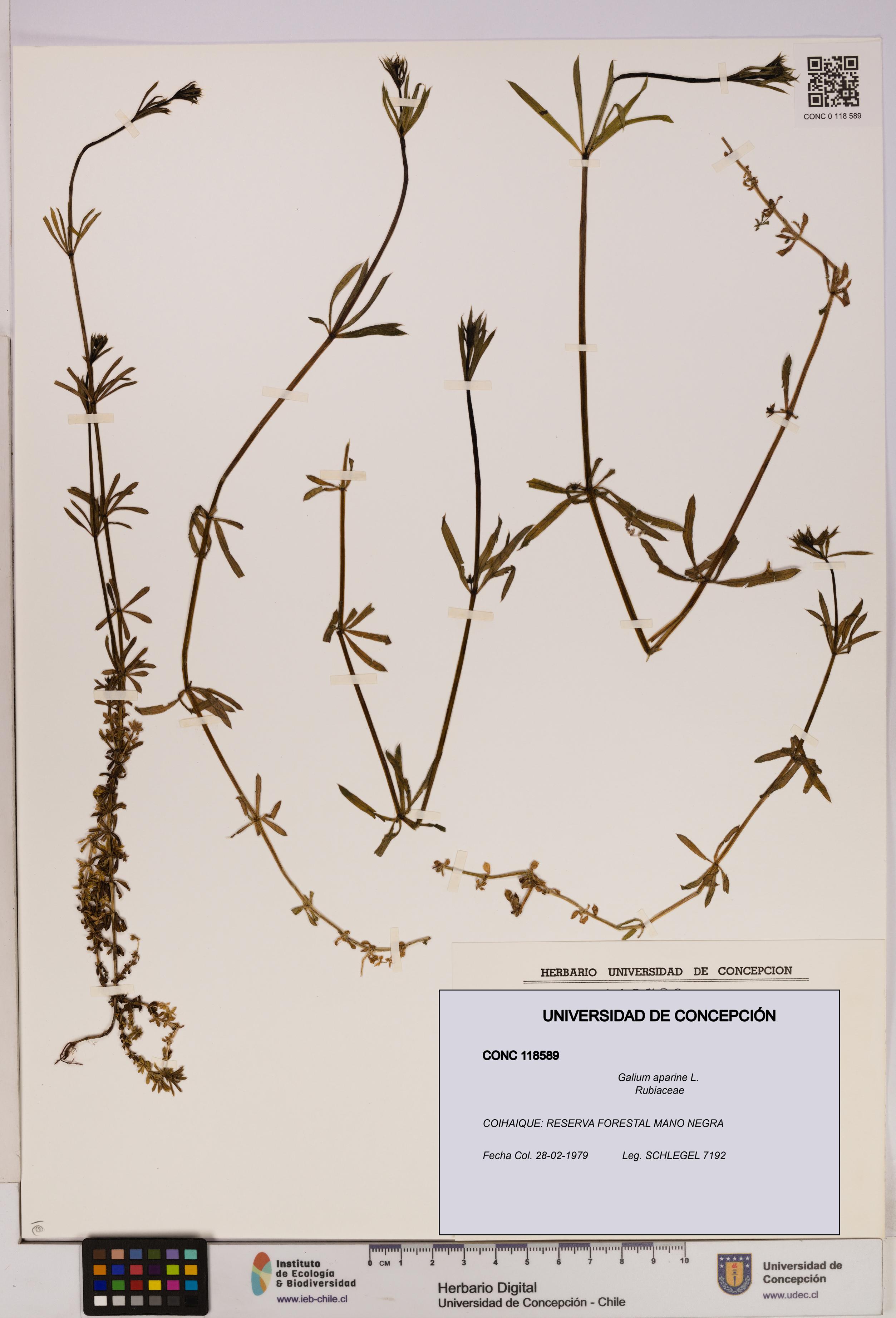 Galium aparine [Espécimen: UDEC:CONC:0118589]
