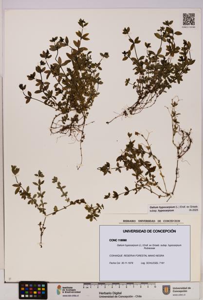 Galium hypocarpium subsp. hypocarpium [Espécimen: UDEC:CONC:0118590]