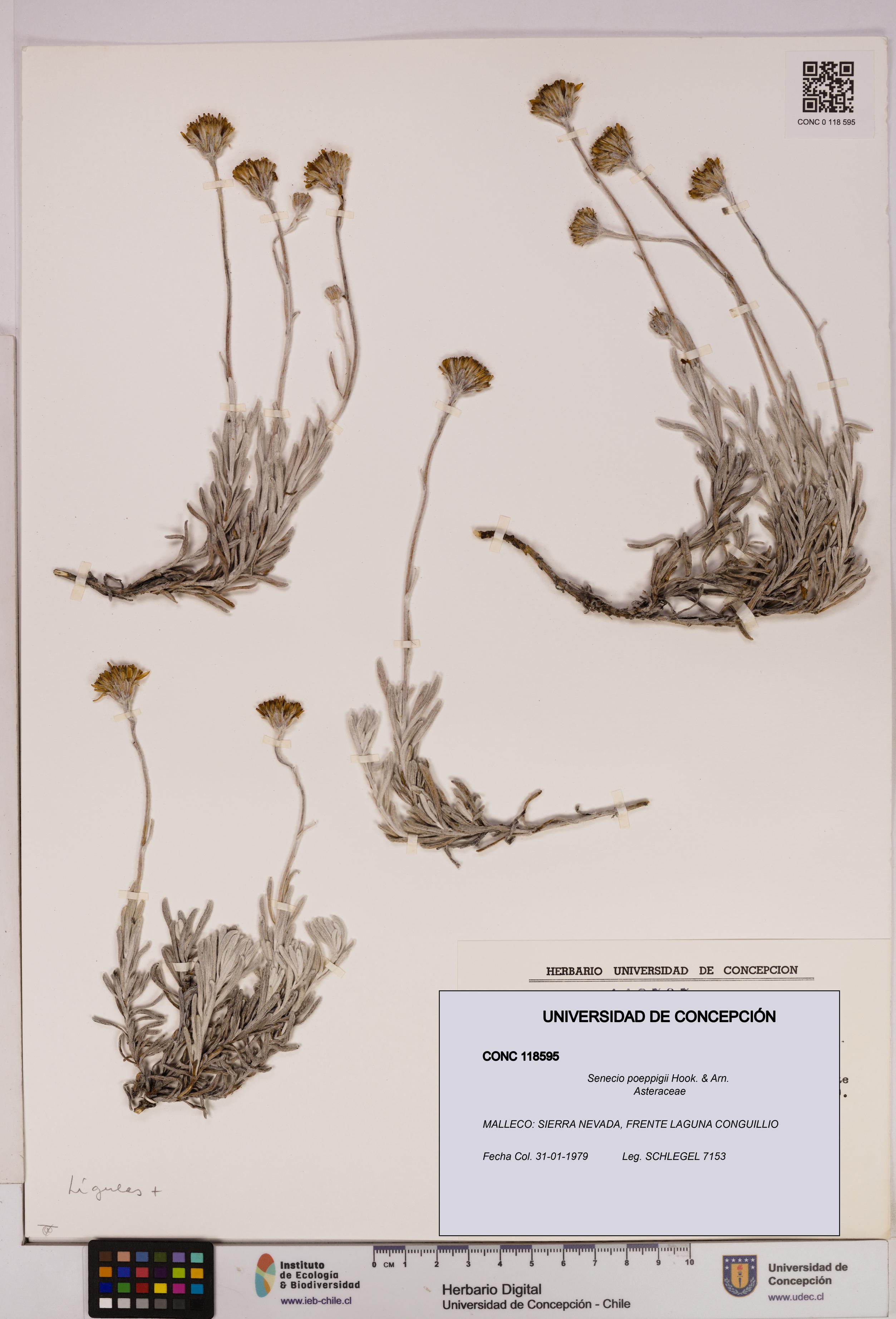 Senecio poeppigii [Espécimen: UDEC:CONC:0118595]