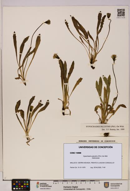 Hypochaeris palustris [Espécimen: UDEC:CONC:0118599]