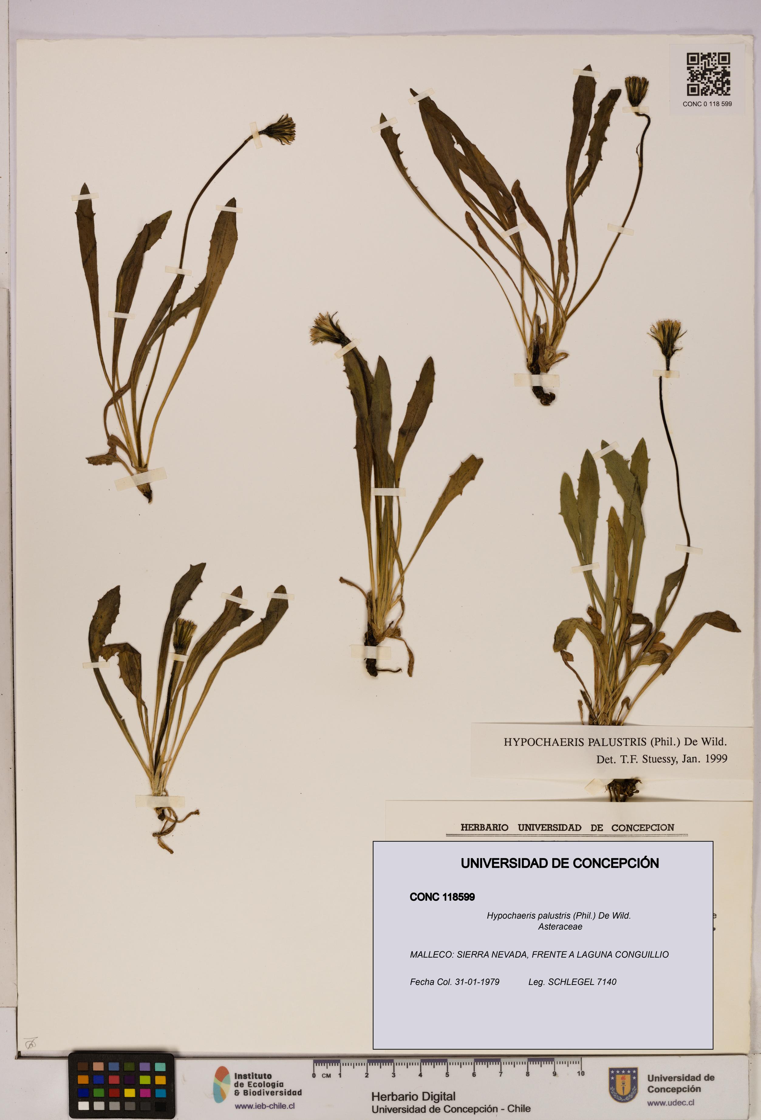 Hypochaeris palustris [Espécimen: UDEC:CONC:0118599]