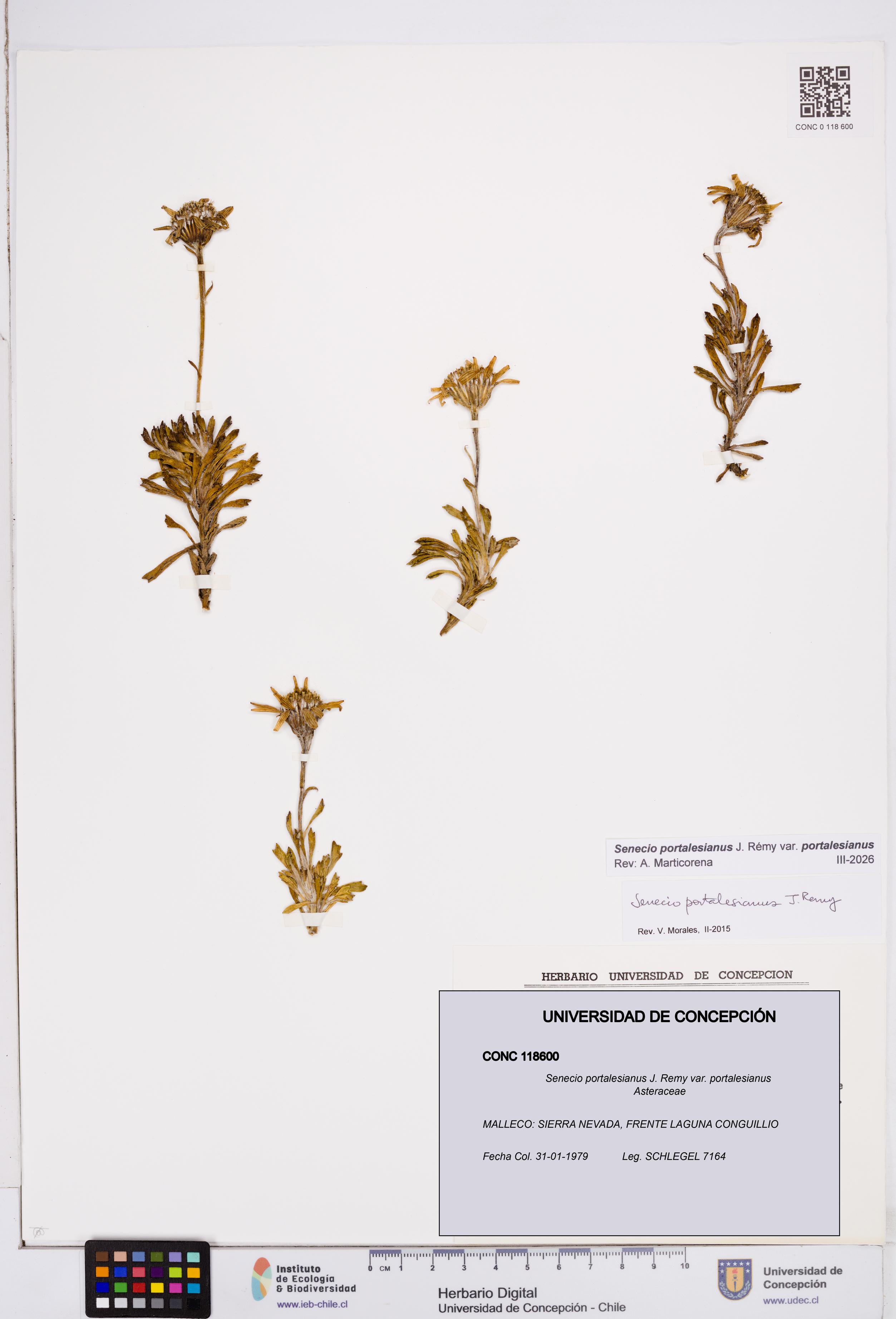Senecio portalesianus var. portalesianus [Espécimen: ]