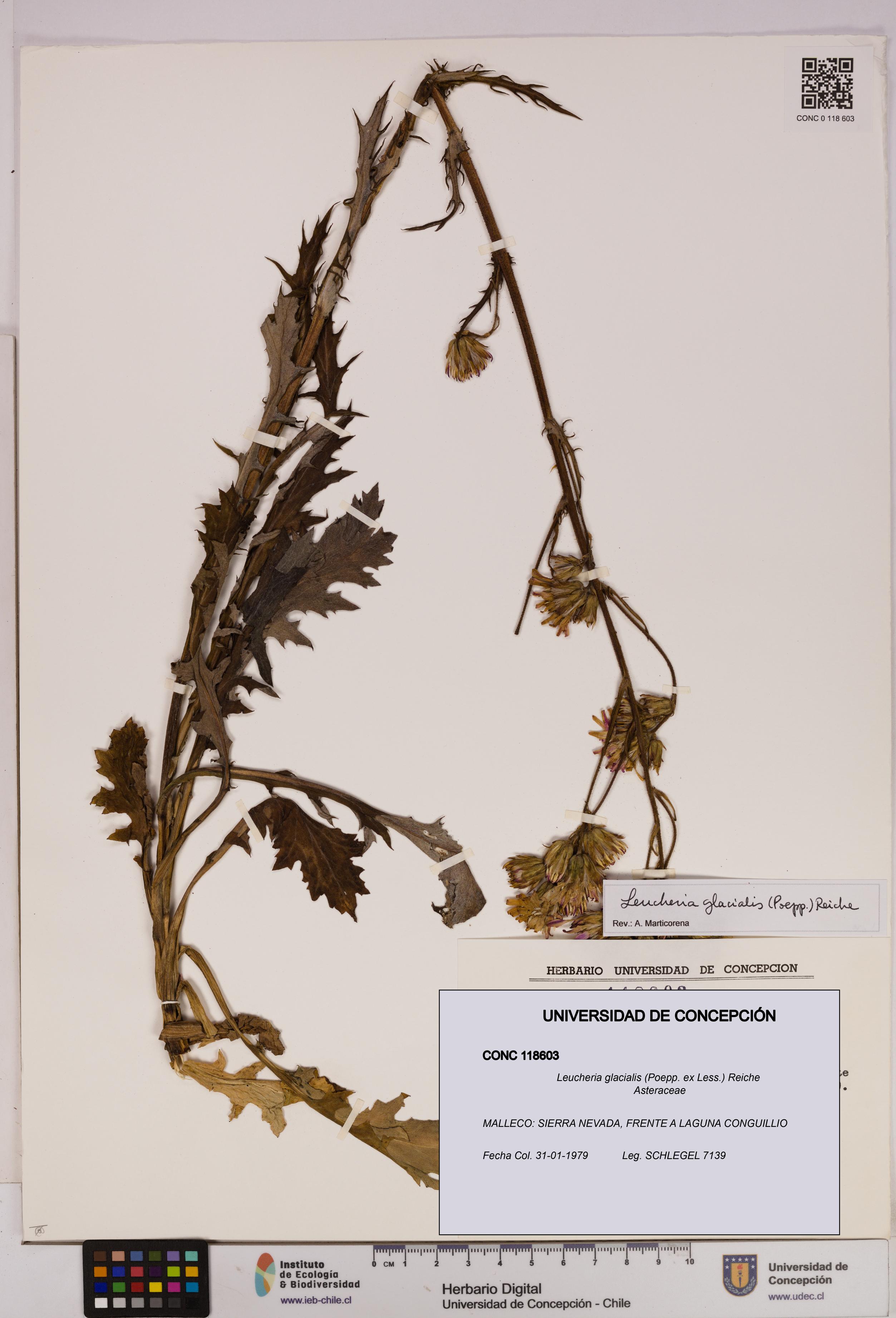 Leucheria glacialis [Espécimen: UDEC:CONC:0118603]