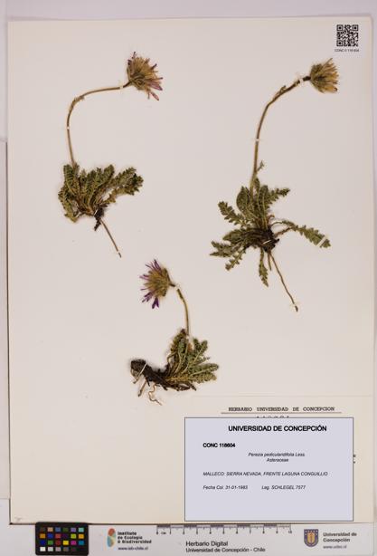 Perezia pedicularidifolia [Espécimen: UDEC:CONC:0118604]
