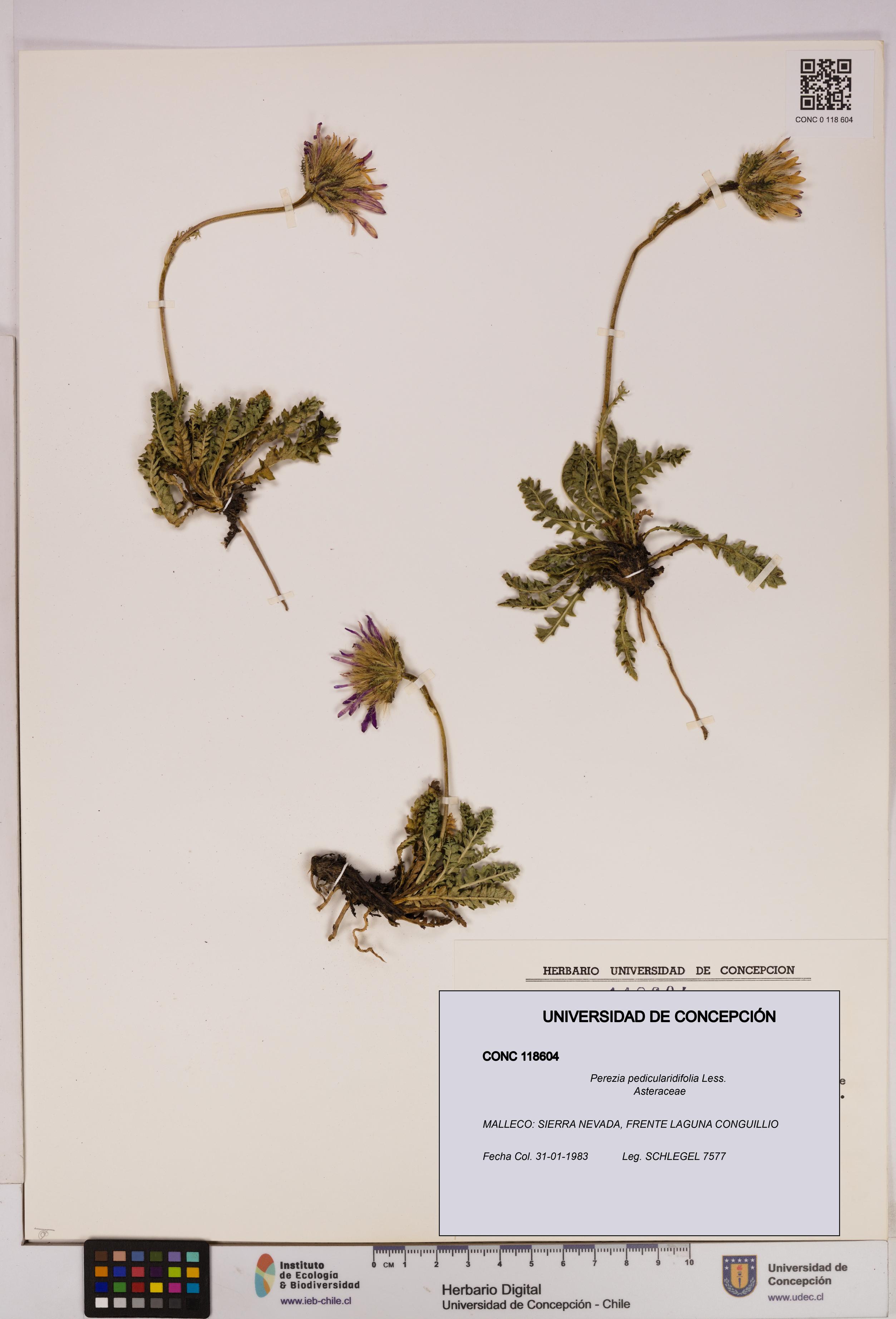 Perezia pedicularidifolia [Espécimen: UDEC:CONC:0118604]