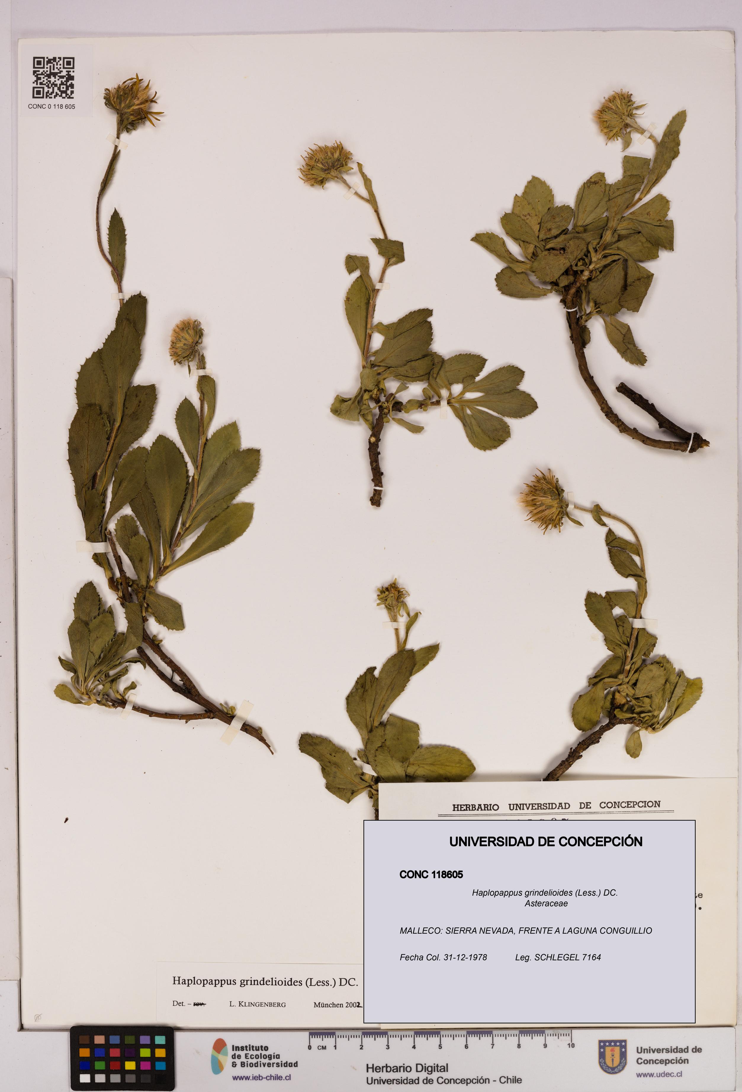 Haplopappus grindelioides [Espécimen: UDEC:CONC:0118605]