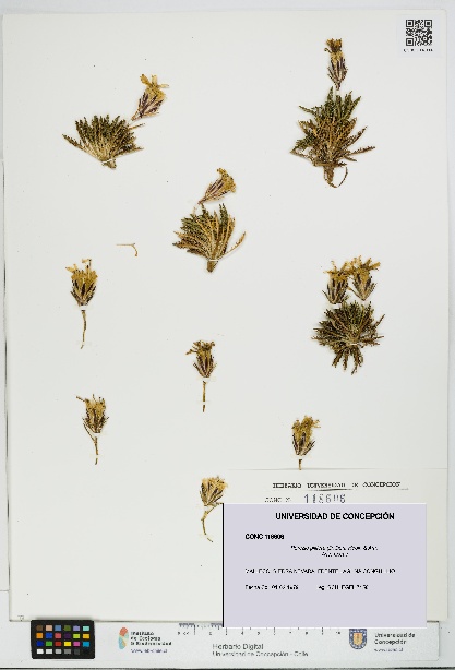 Perezia pilifera [Espécimen: UDEC:CONC:0118606]