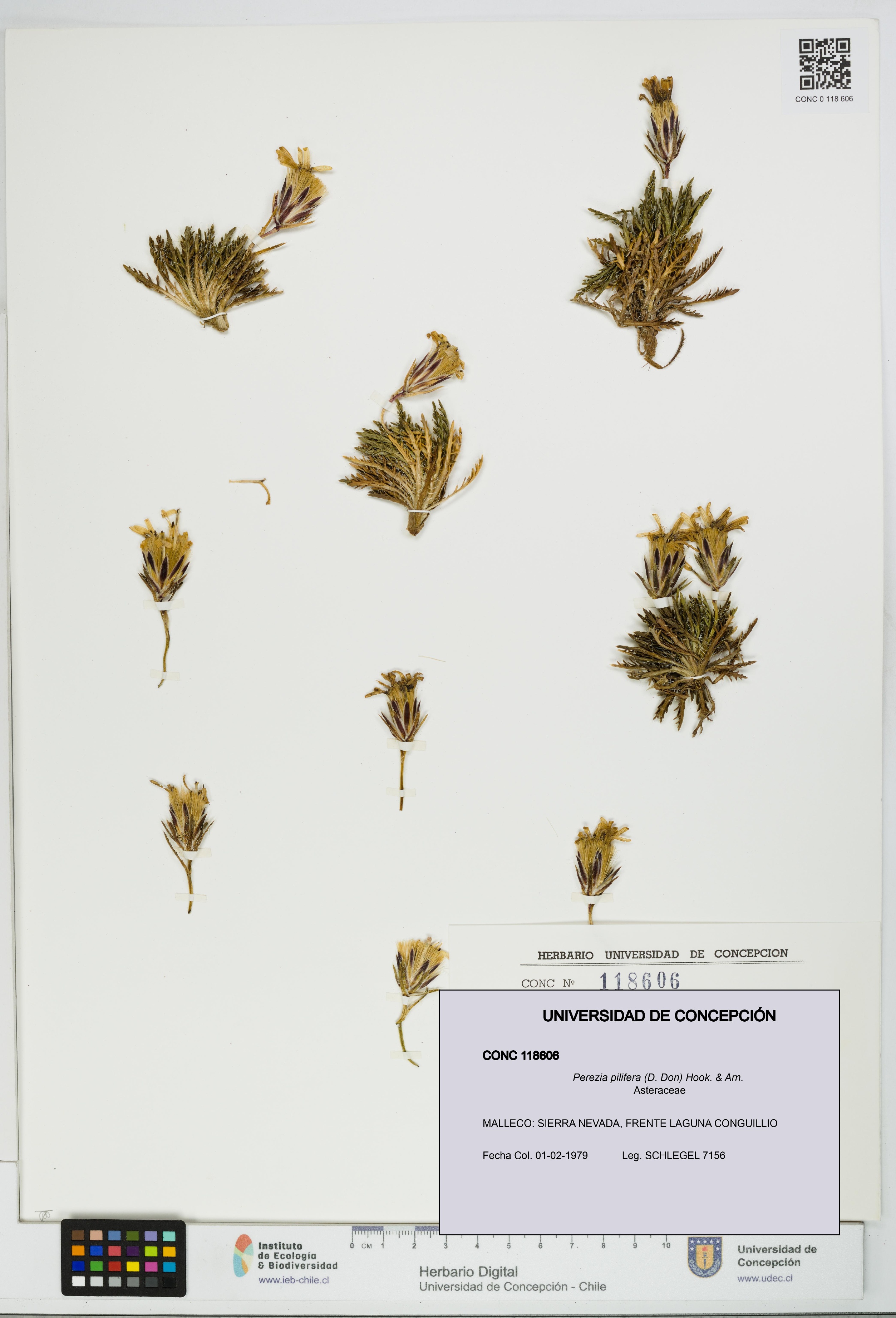 Perezia pilifera [Espécimen: UDEC:CONC:0118606]