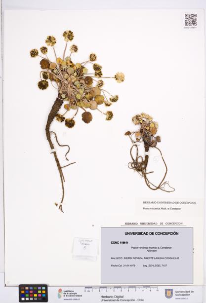 Pozoa volcanica [Espécimen: ]