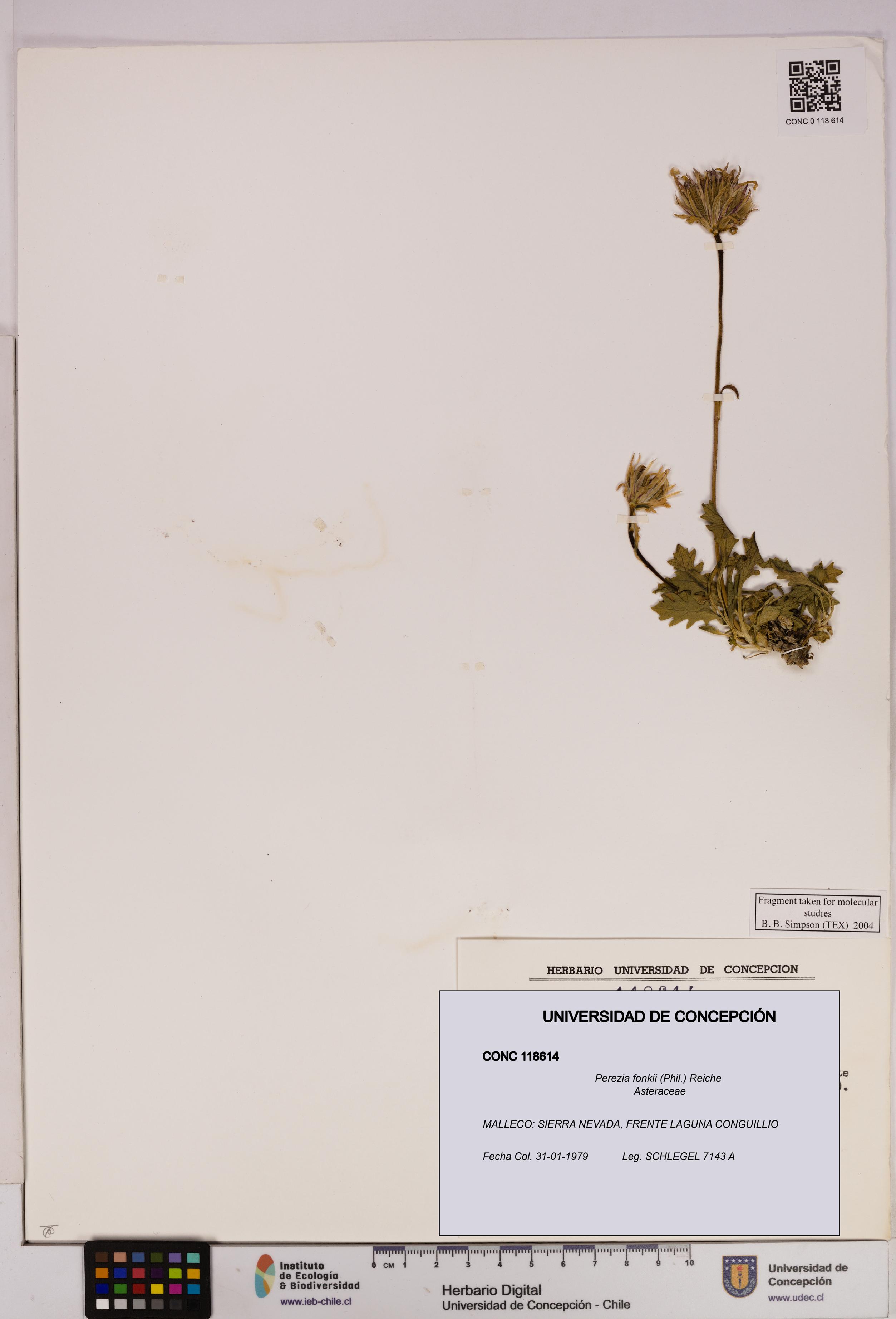 Perezia fonkii [Espécimen: UDEC:CONC:0118614]