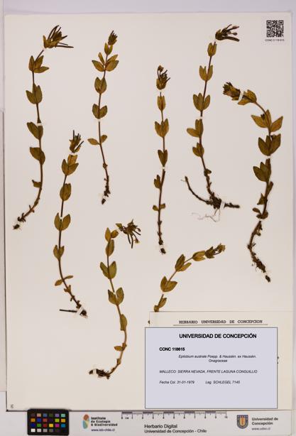 Epilobium australe [Espécimen: UDEC:CONC:0118615]