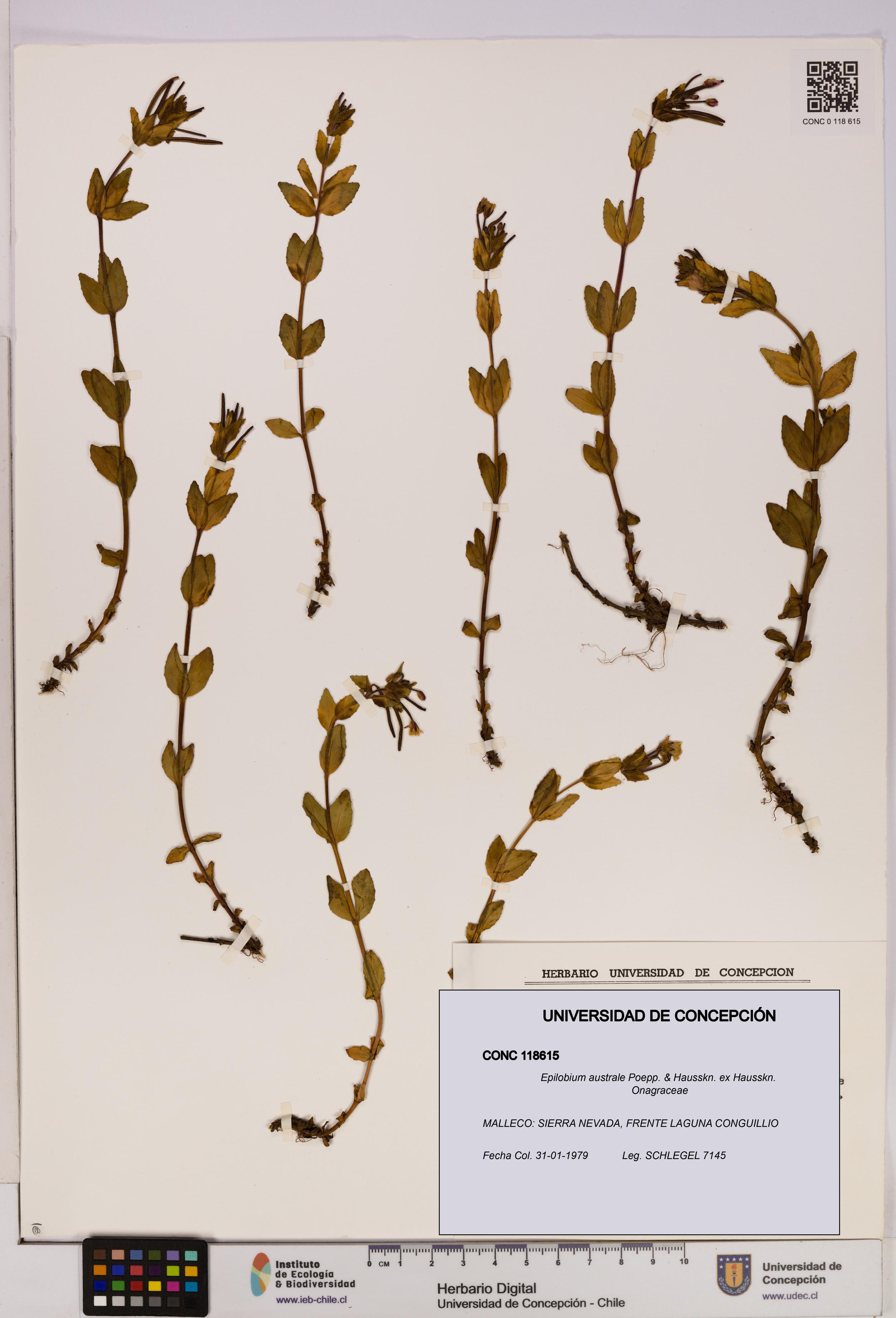 Epilobium australe [Espécimen: UDEC:CONC:0118615]