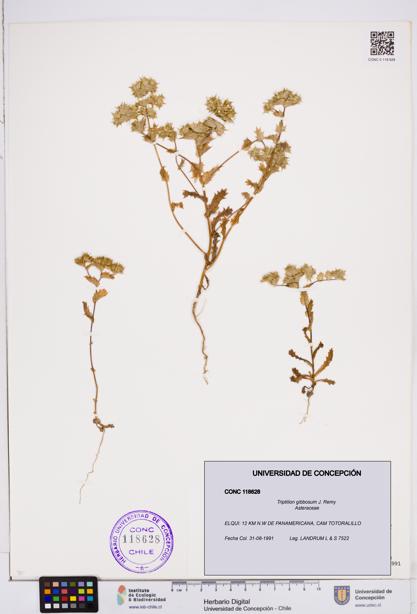 Triptilion gibbosum [Espécimen: ]