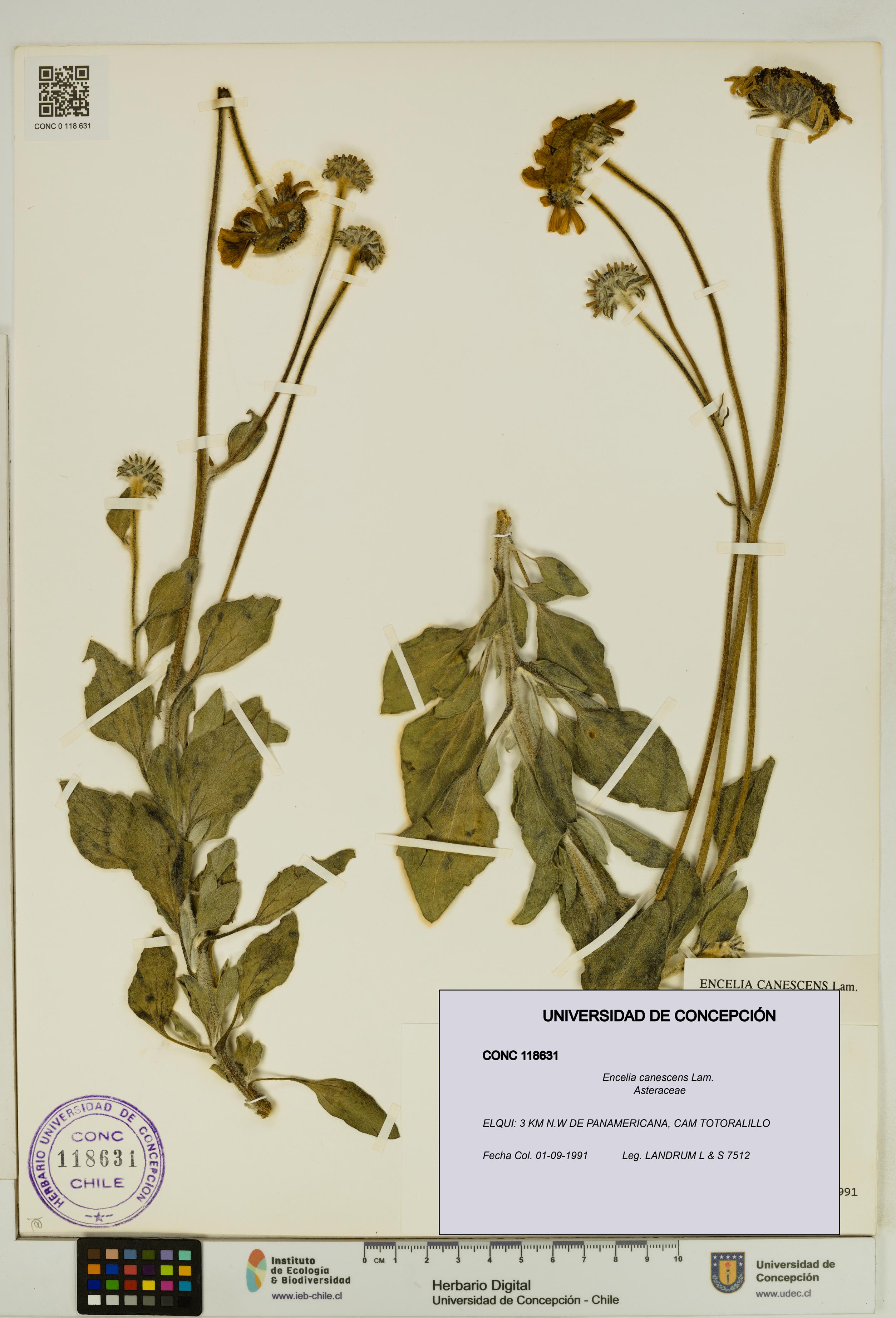 Encelia canescens [Espécimen: UDEC:CONC:0118631]