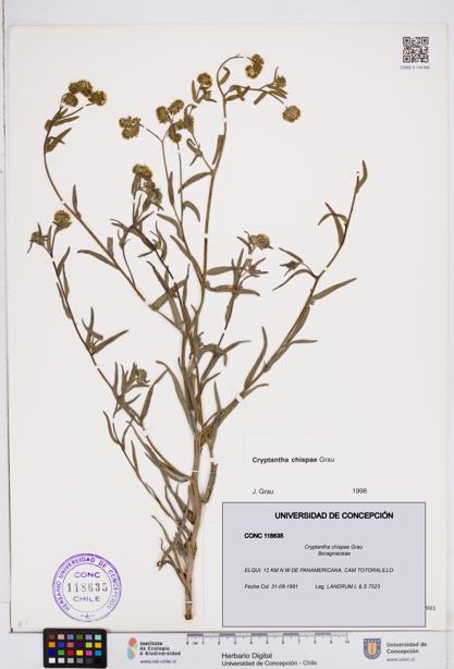 Cryptantha chispae [Espécimen: ]