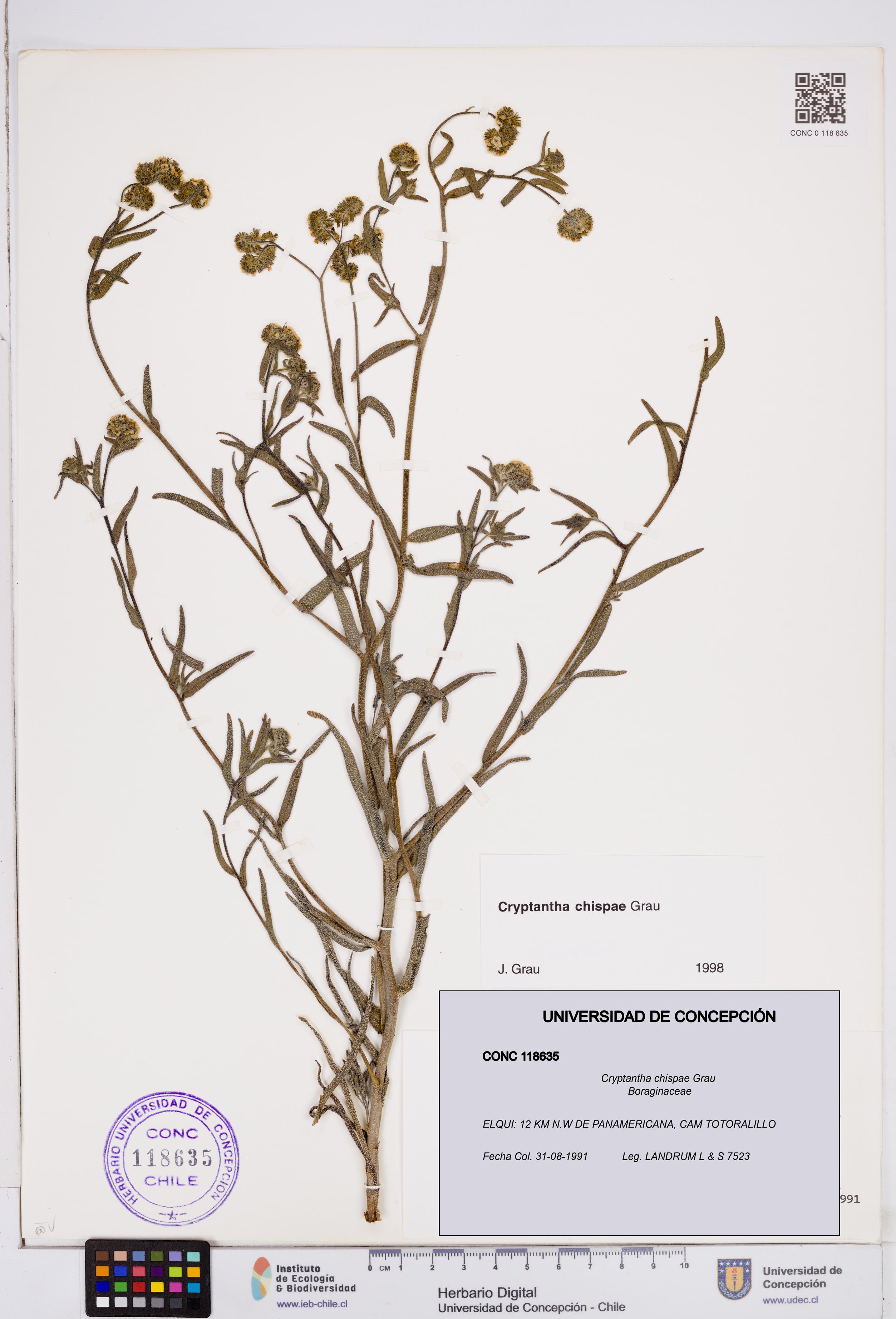 Cryptantha chispae [Espécimen: ]