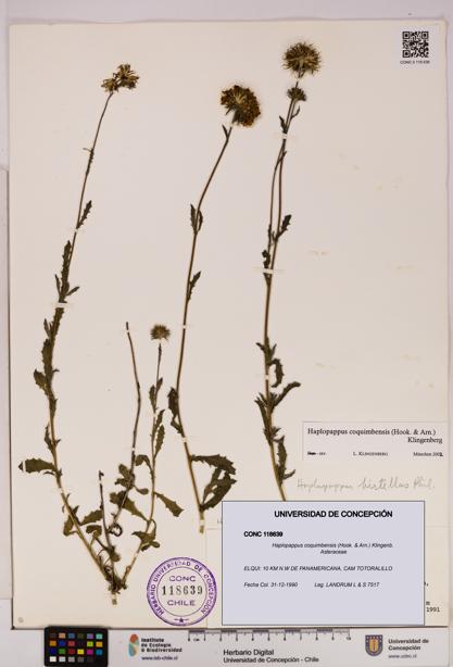 Haplopappus coquimbensis [Espécimen: UDEC:CONC:0118639]