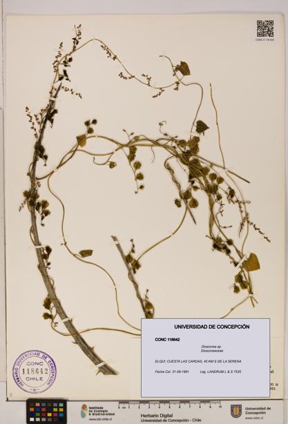 Dioscorea sp. [Espécimen: ]